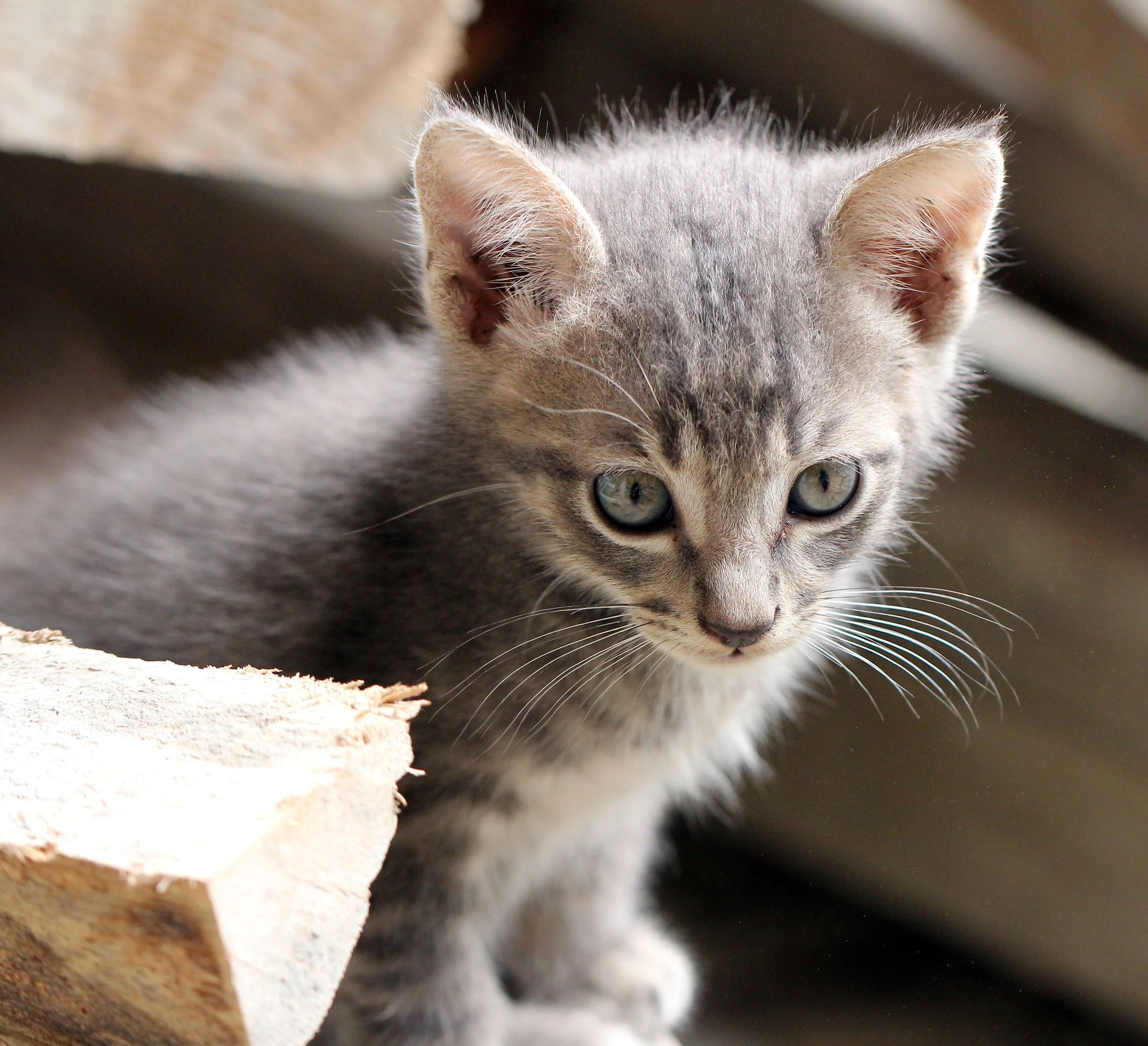 2015 Koh Lanta October Break Trip  (233).JPG