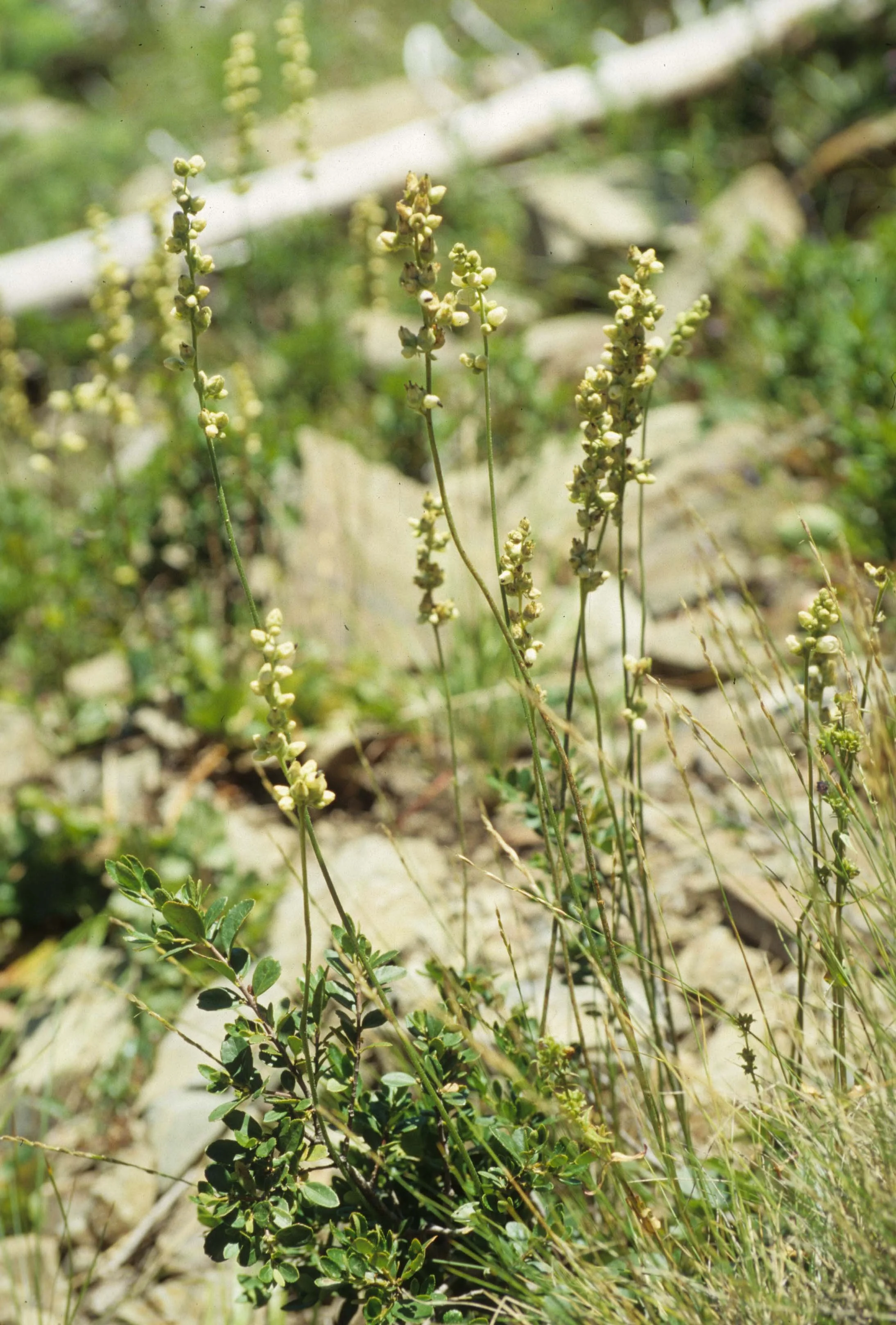 MONTANA - GLACIER - PLANT SPECIES C.jpg