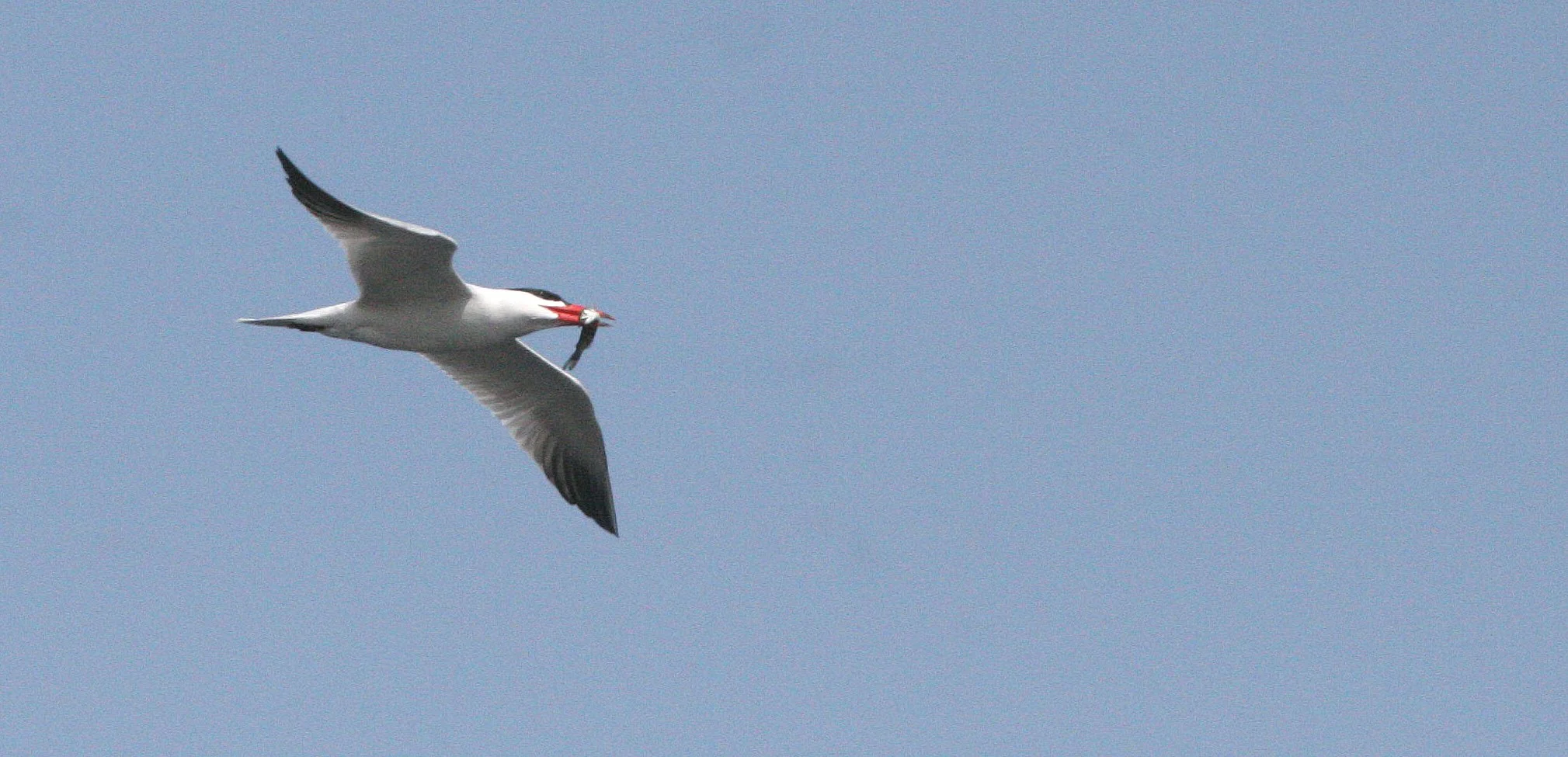 BIRD - TERN - CASPIAN TERN - ELWHA RIVER MOUTH WA (9).JPG