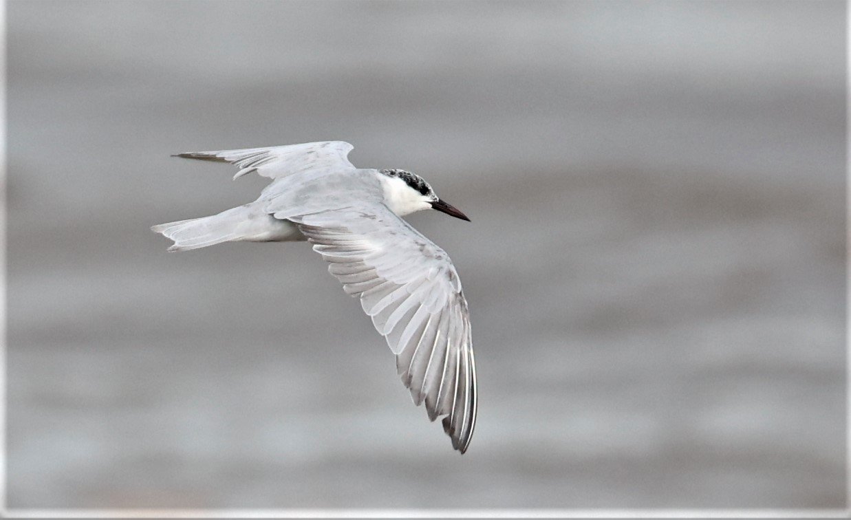 TERN - WHISKERED TERN - Chlidonias hybridus -BANG PU MANGROVE FOREST RESERVE SEP 21 21 (9).jpg
