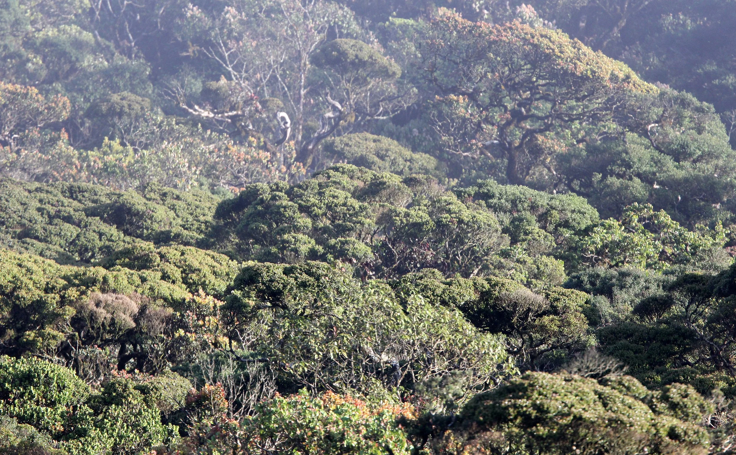 HORTON PLAINS NATIONAL PARK SRI LANKA (14).JPG
