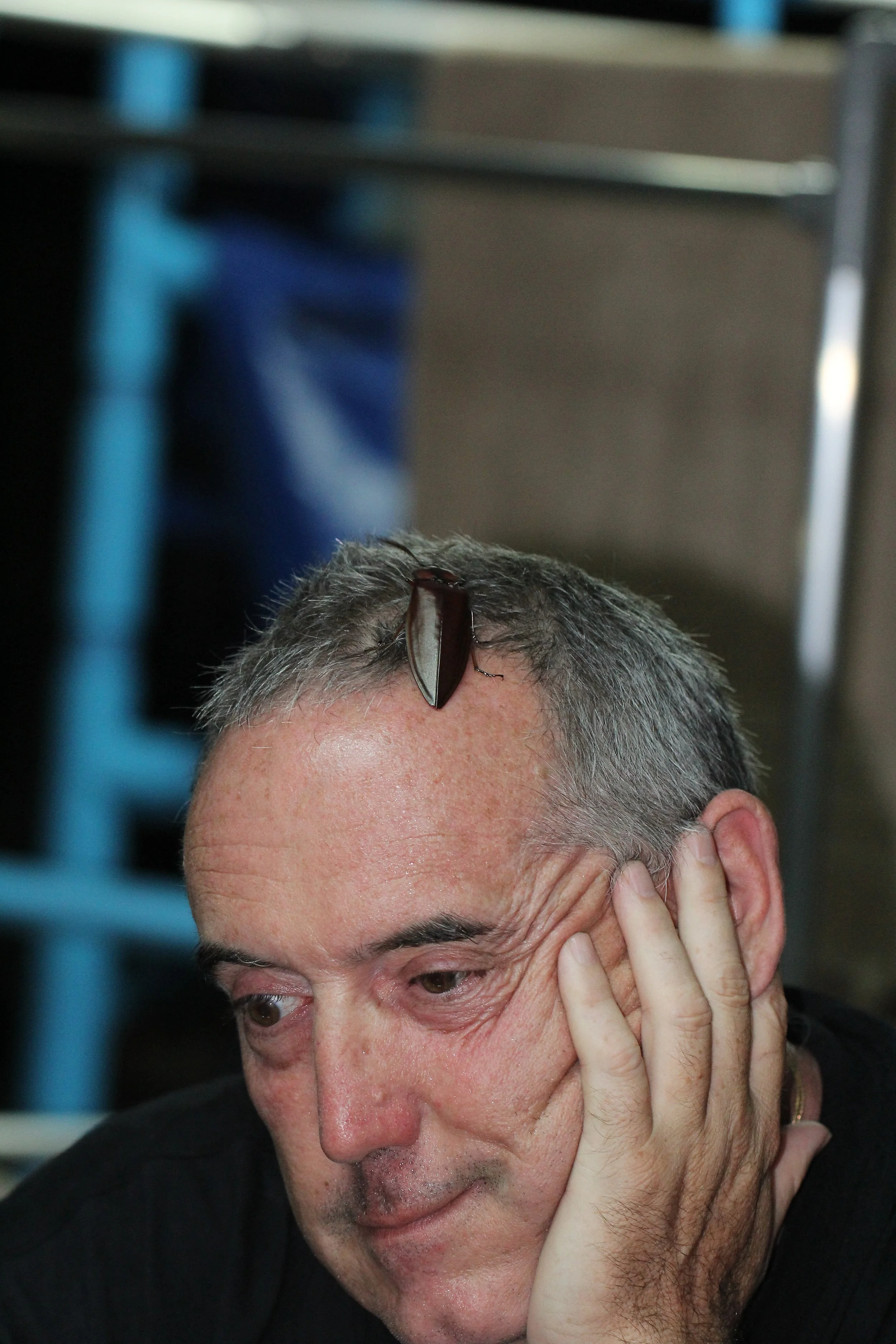 Oxynopterus auduoin - Giant Click Beetle - Koh Lanta, Thailand (33).JPG