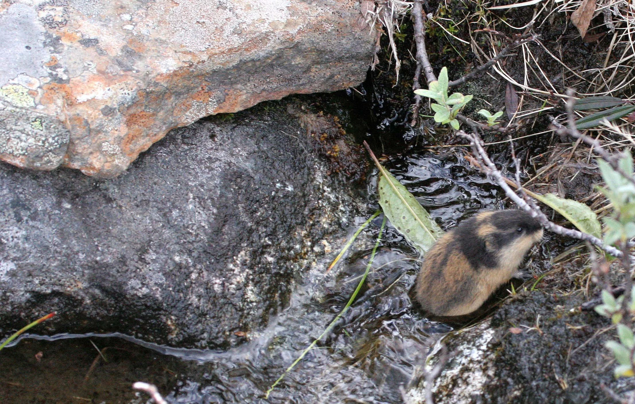 Norway Lemming or Norwegian lemming (Lemmus lemmus)