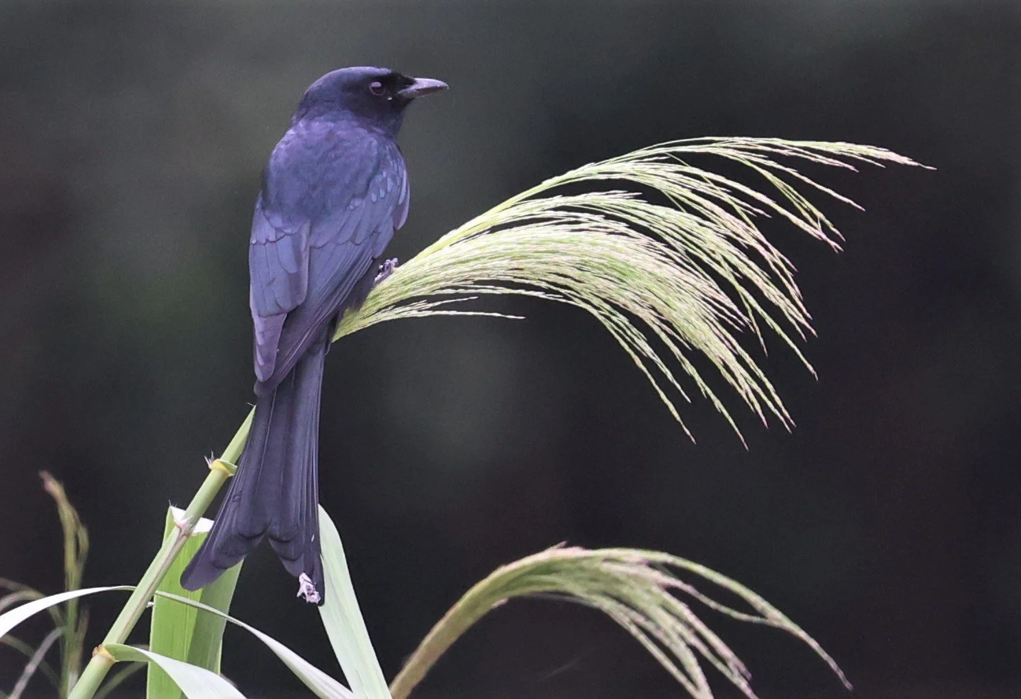 Black Drongo (Dicrurus macrocercus)