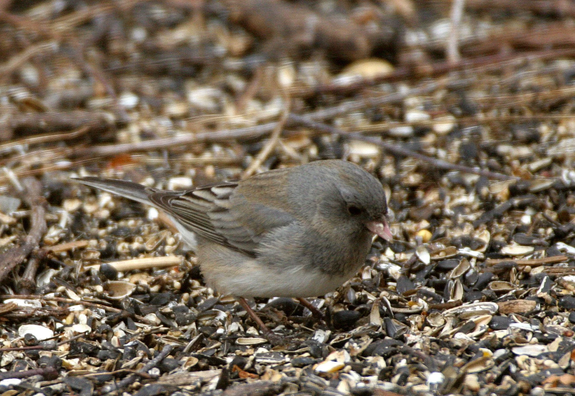 Dark-eyed Junco (Junco hyemalis) Sycamore Illinois (5).JPG