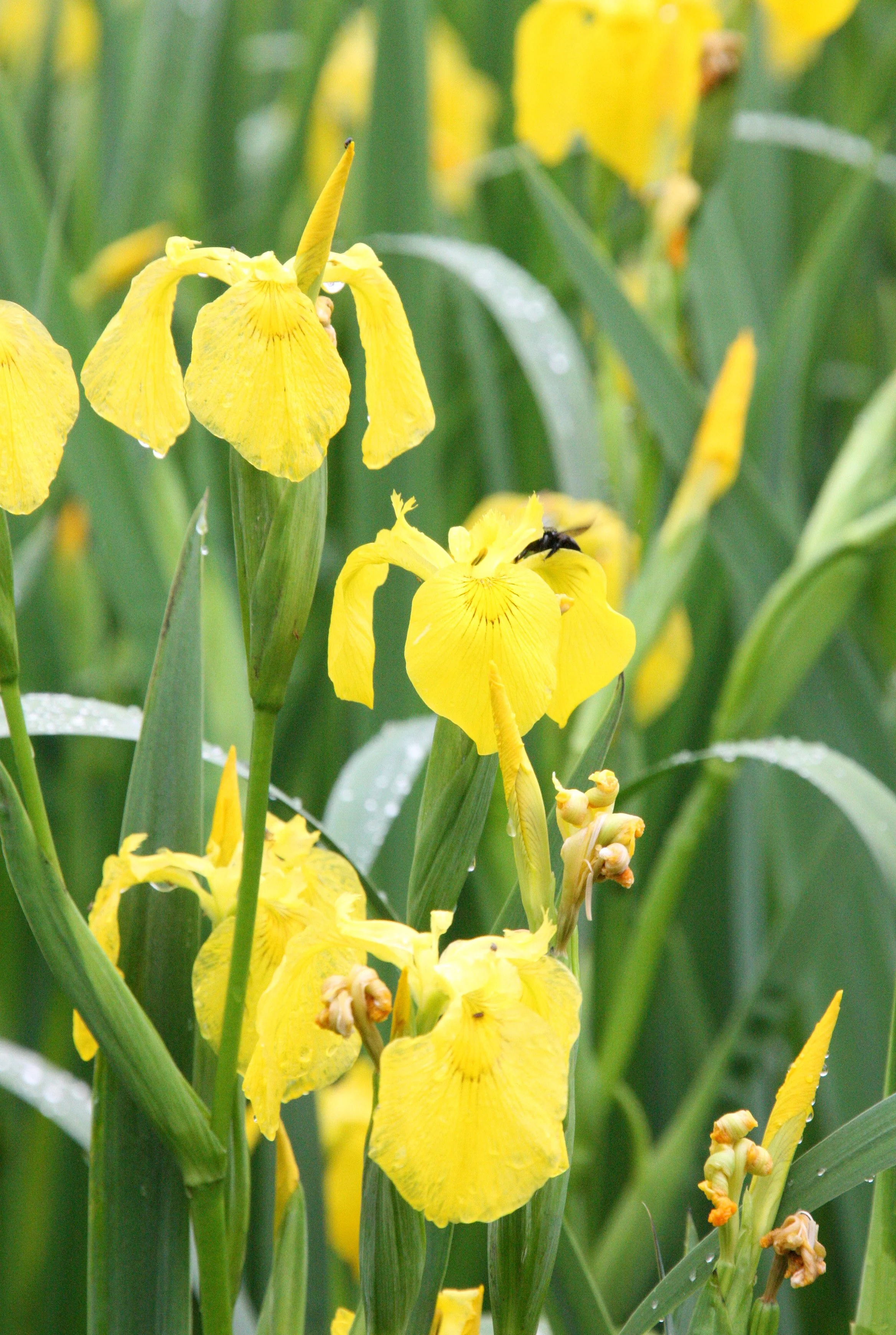 HONGCUN VILLAGE - ANHUI PROVINCE CHINA (68).JPG