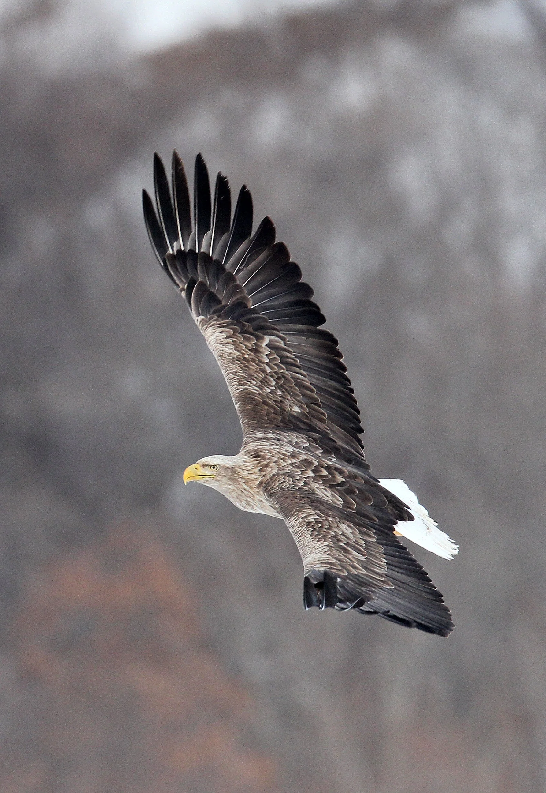 Haliaeetus albicilla - WHITE-TAILED EAGLE - AKAN INTERNATIONAL CRANE CENTER - HOKKAIDO JAPAN (55).JPG