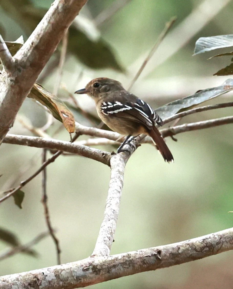 Antshrike - Sooretama Slaty-antshrike - Thamnophilus ambiguus - Feliciano Miguel Abdala Reserve (Caratinga Biological Reserve) (5).JPG