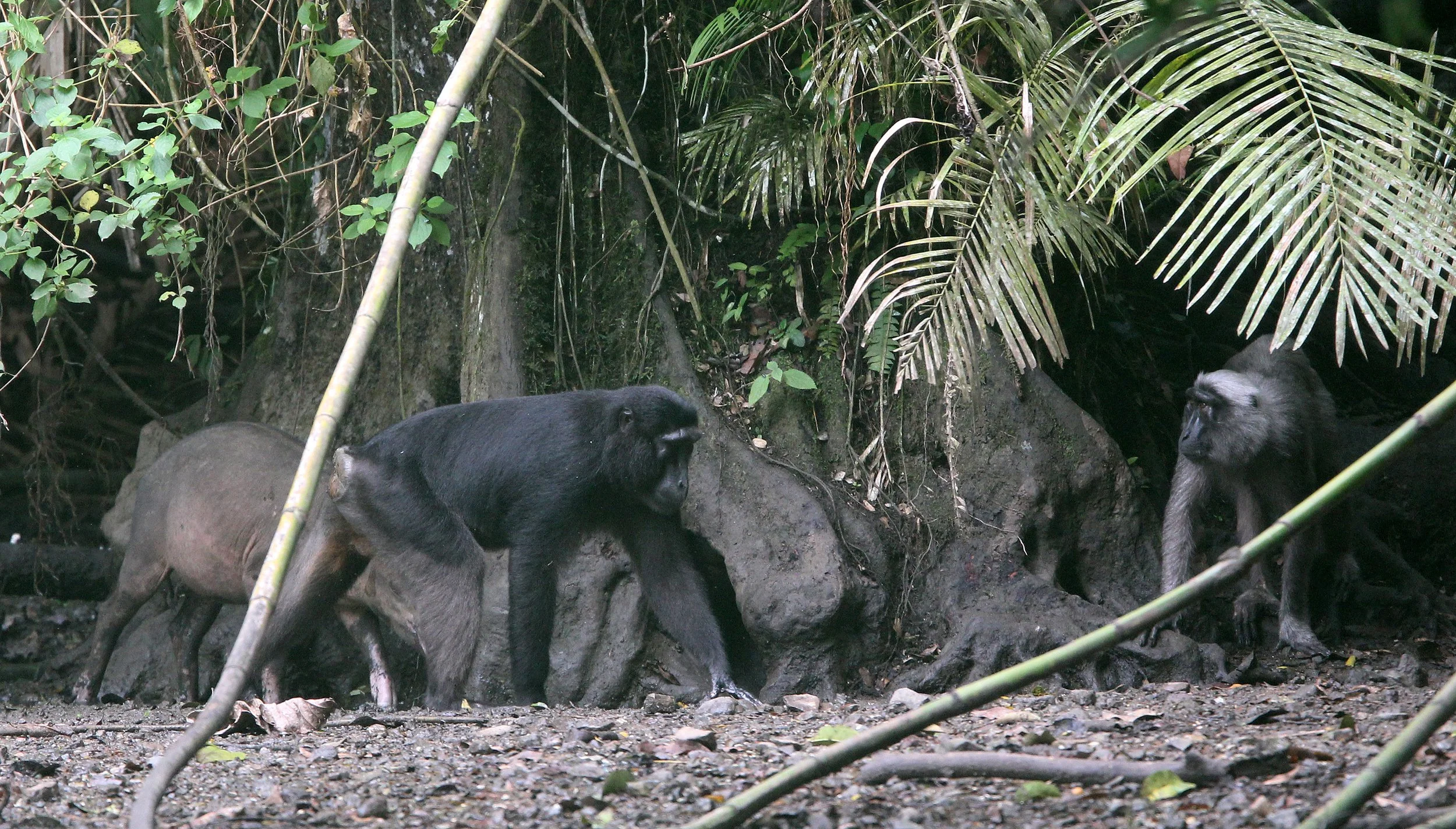 CERCOPITHECIDAE - Macaca hecki - HECK'S MACAQUE - NANTU NATIONAL NATURE RESERVE - SULAWESI INDONESIA (28).JPG