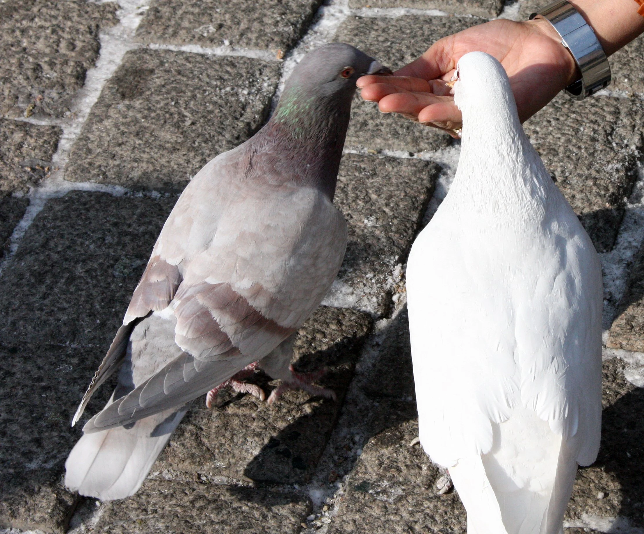 BIRD - PIGEON - HARBIN SAINT SOPHIA'S CATHEDRAL CHINA (14).JPG