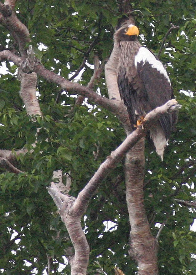 Haliaeetus pelagicus - STELLERS SEA EAGLE - ON KAMCHATKA COASTLINE - RUSSIA (122).jpg