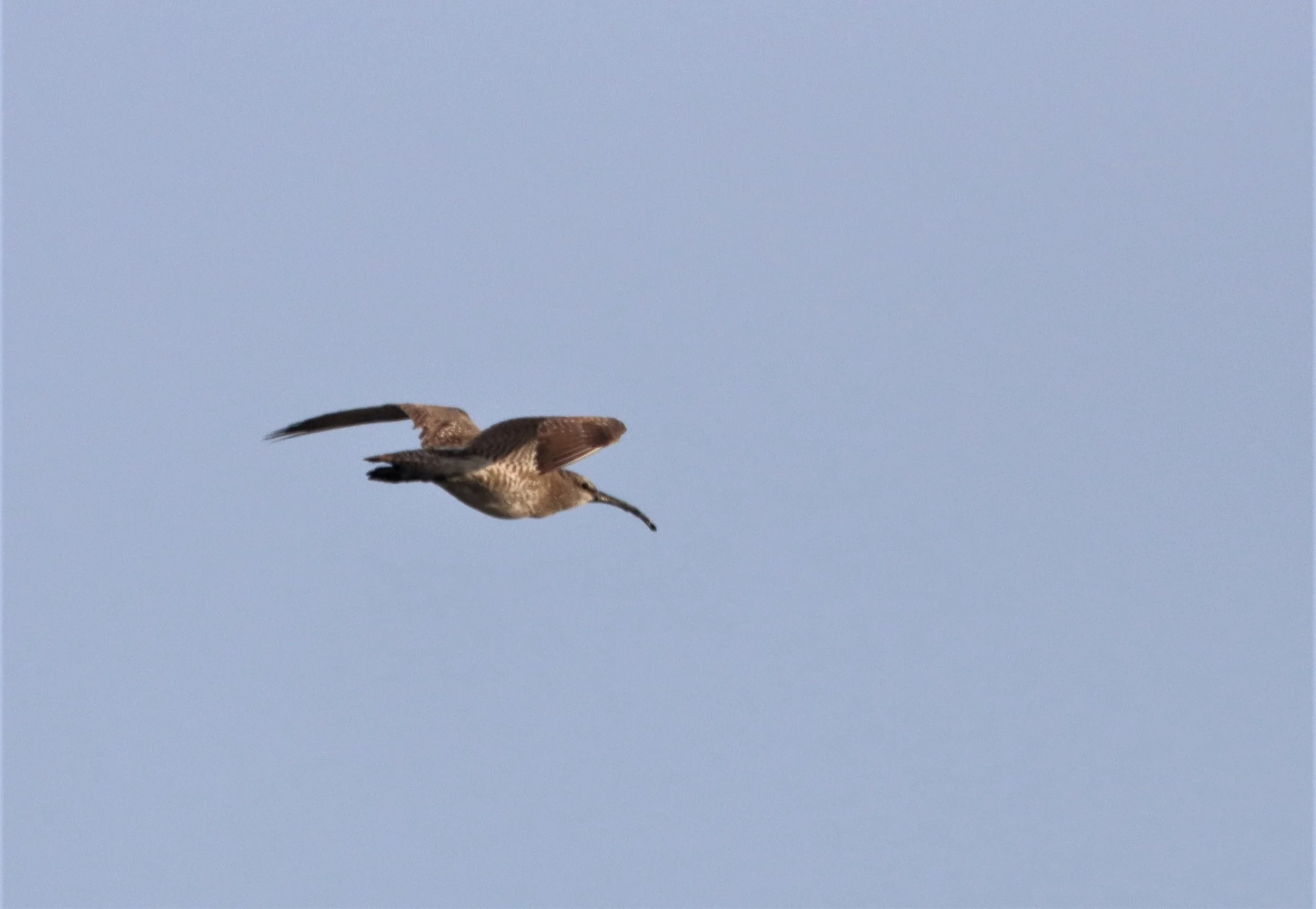 WHIMBREL - Numenius phaeopus - AO MAHACHAI MANGROVE FOREST (3).jpg