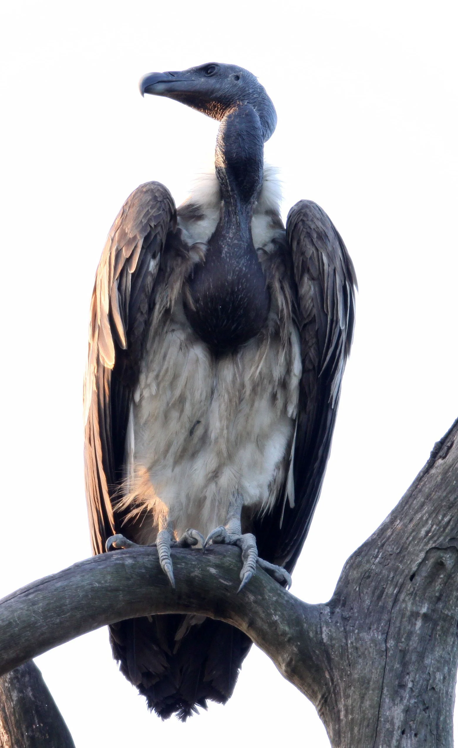 Gyps tenuirostris -SLENDER-BILLED VULTURE - KAZIRANGA NATIONAL PARK ASSAM INDIA (12).JPG