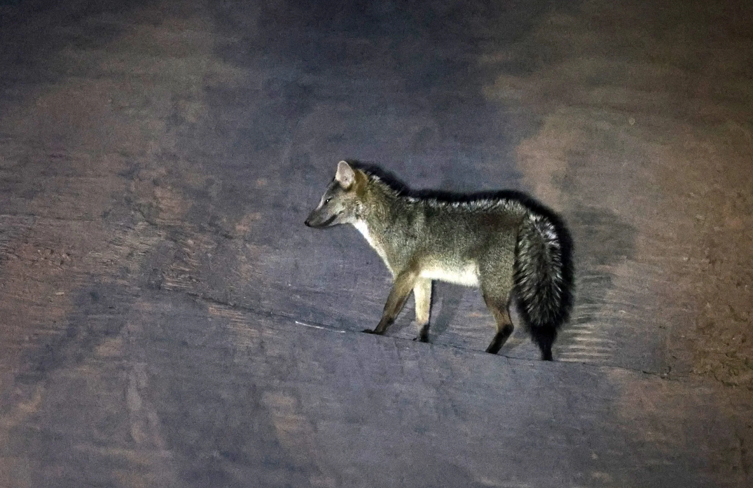 Crab-eating Fox (Cerdocyon thous) Agua Dulce Paraguay (3).jpg