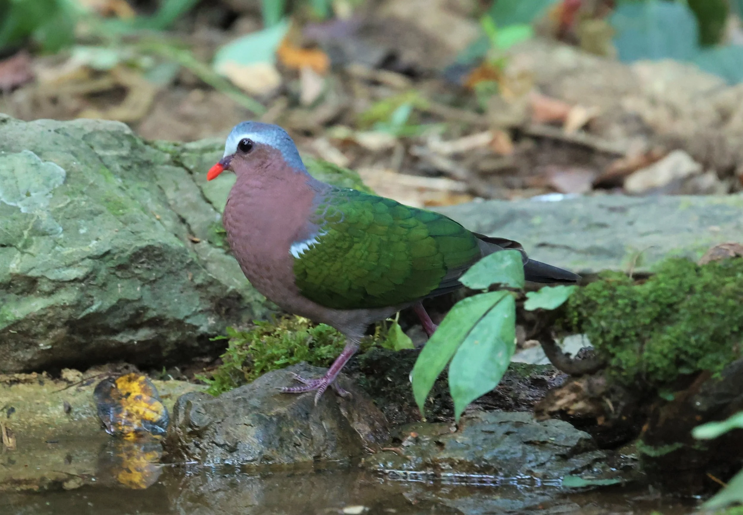 Emerald Dove (Chalcophaps indica)