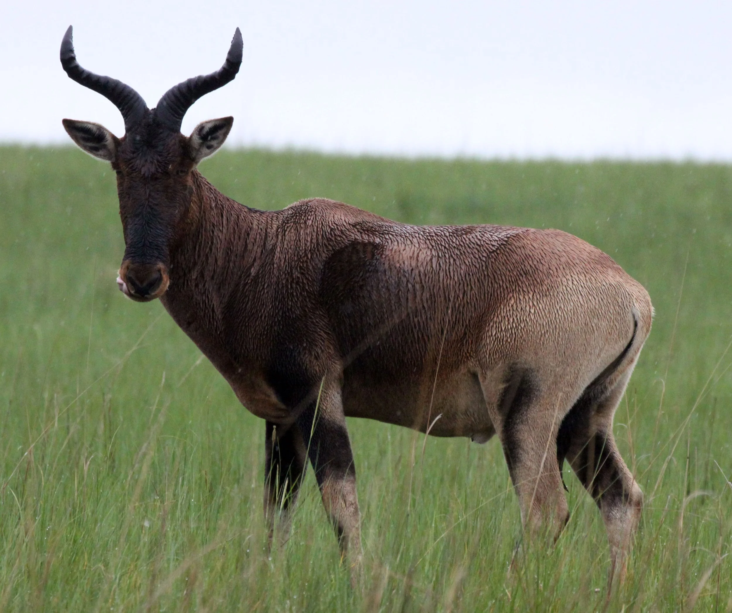HARTEBEEST - SWAYNE'S HARTEBEEST - Alcephalus swaynei - SENKELE SANCTUARY ETHIOPIA (33).JPG