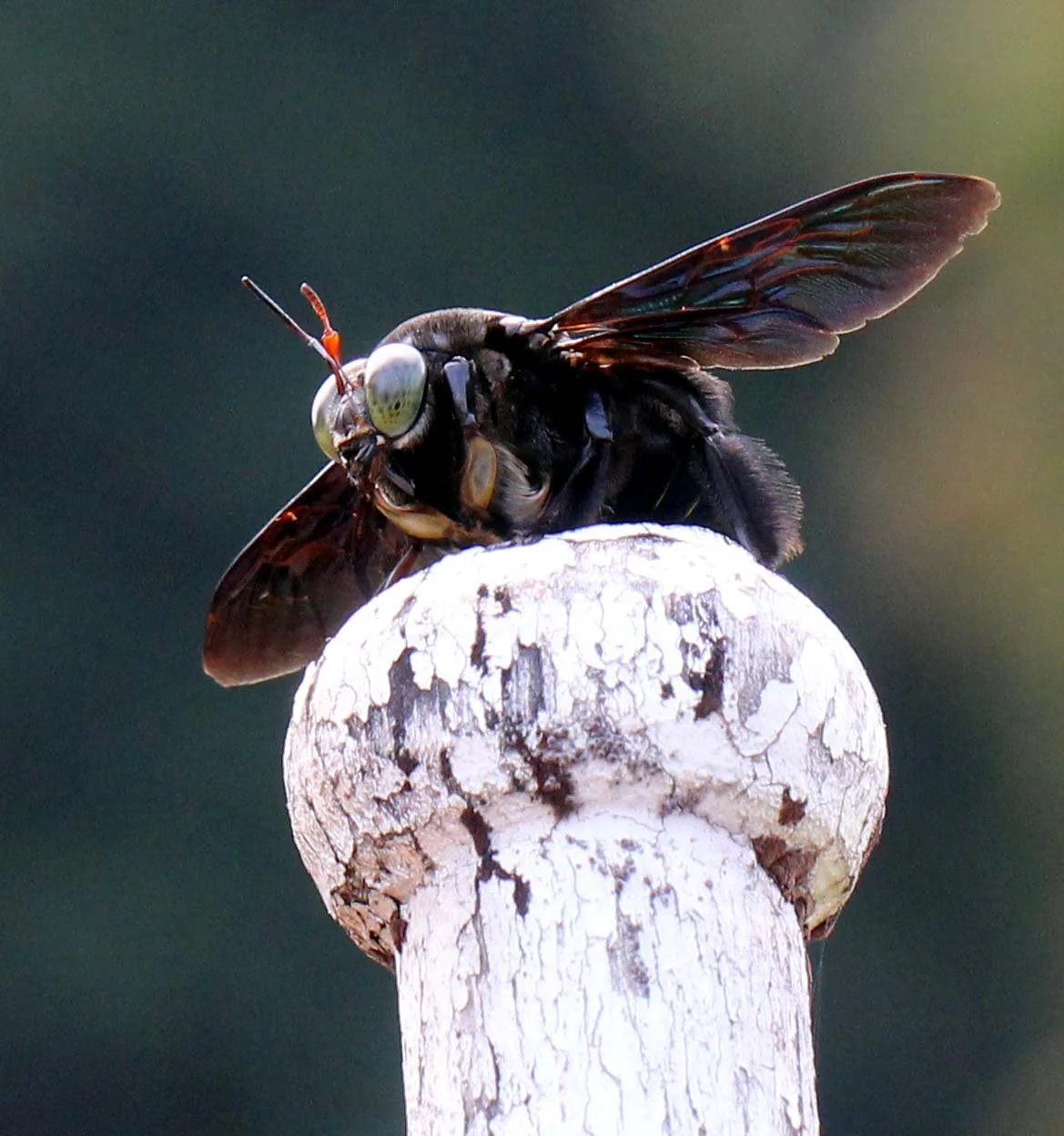 Apidae - CARPENTER BEE - KHAO SOK NATIONAL PARK (10).JPG