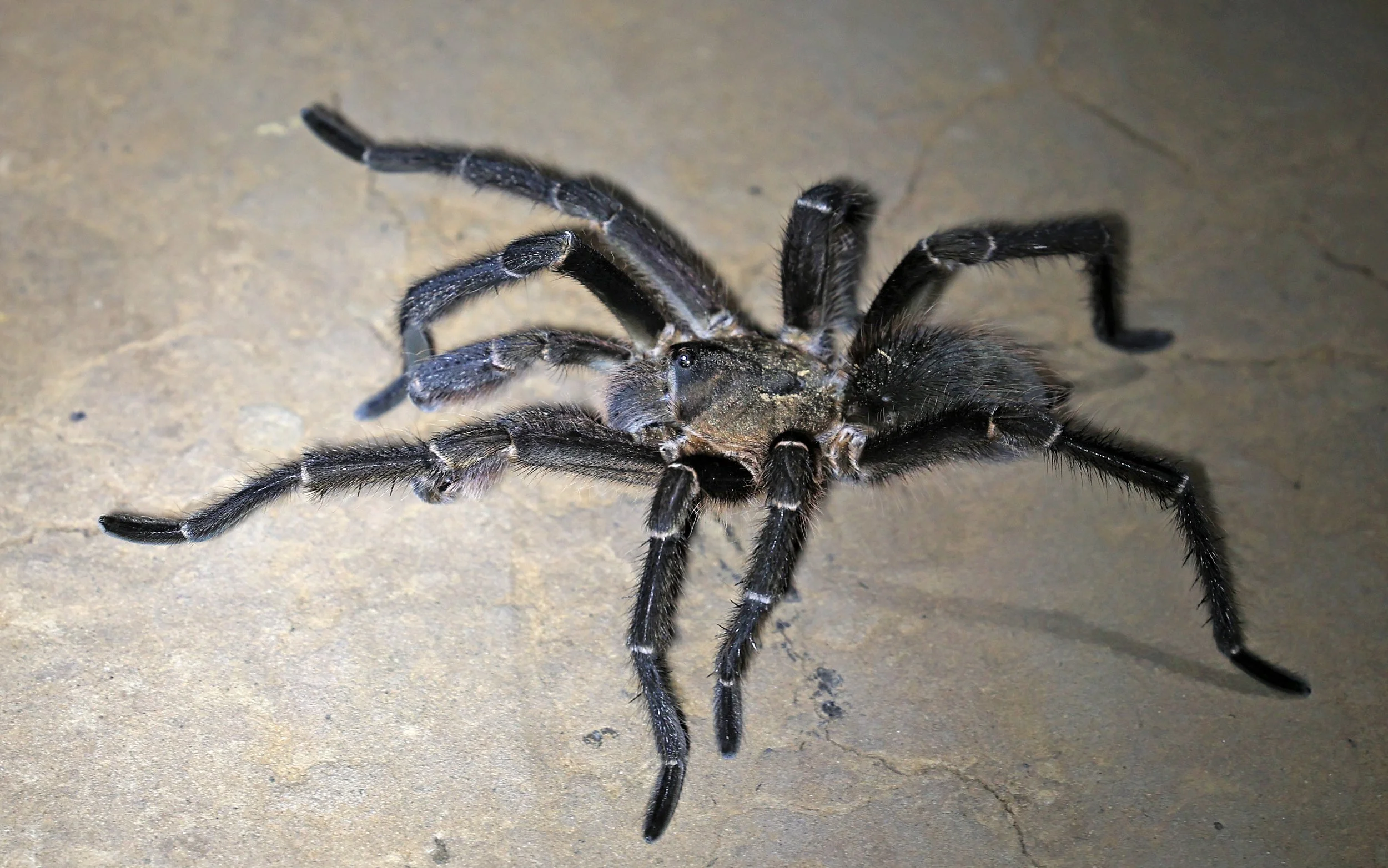 Chaco Golden Knee tarantula (Grammostola pulchripes) Agua Dulce Paraguay - confirm ID 