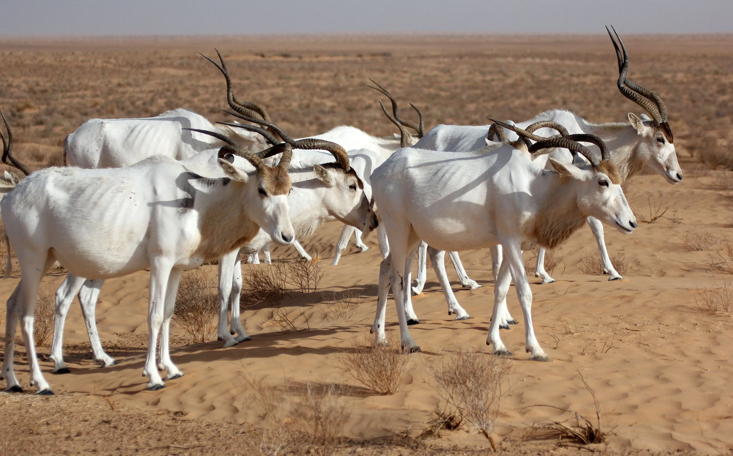 ADDAX - Addax nasomaculatus - JEBIL NATIONAL PARK TUNISIA (149).JPG