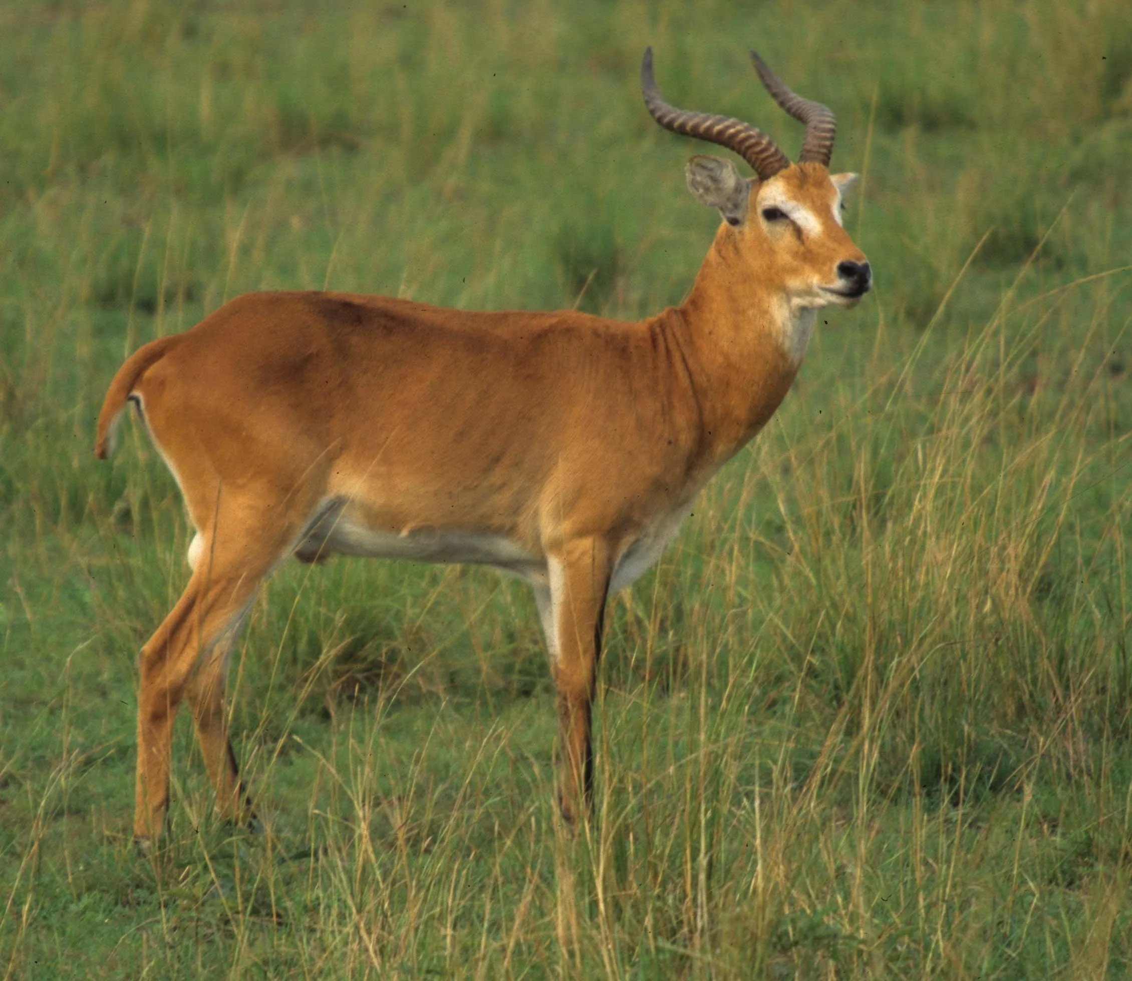 BOVID - UGANDA KOB - QE (5).jpg