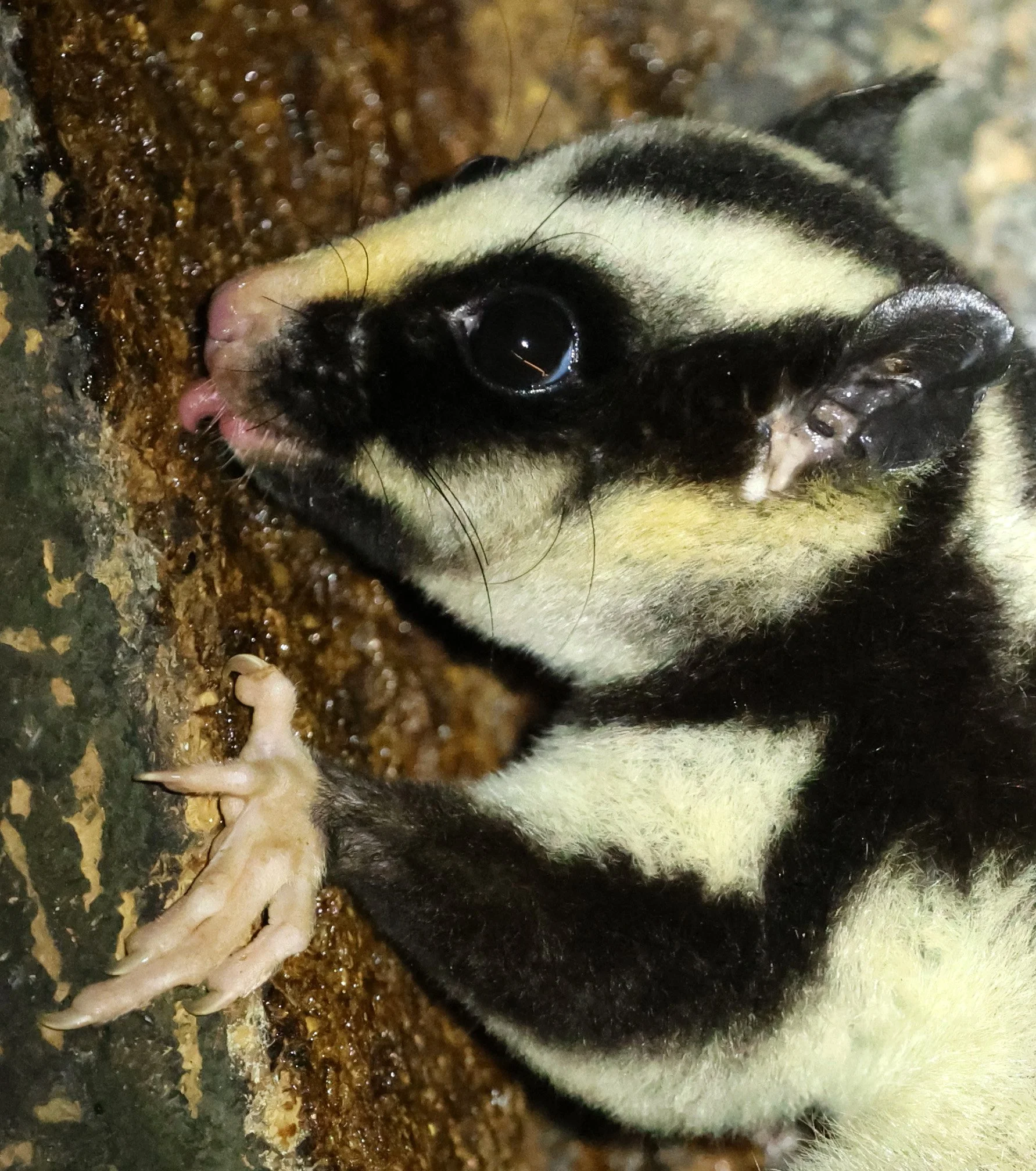 Striped Possum (Dactylopsila trivirgata) Chambers Lodge Atherton Tablelands - Queensland 