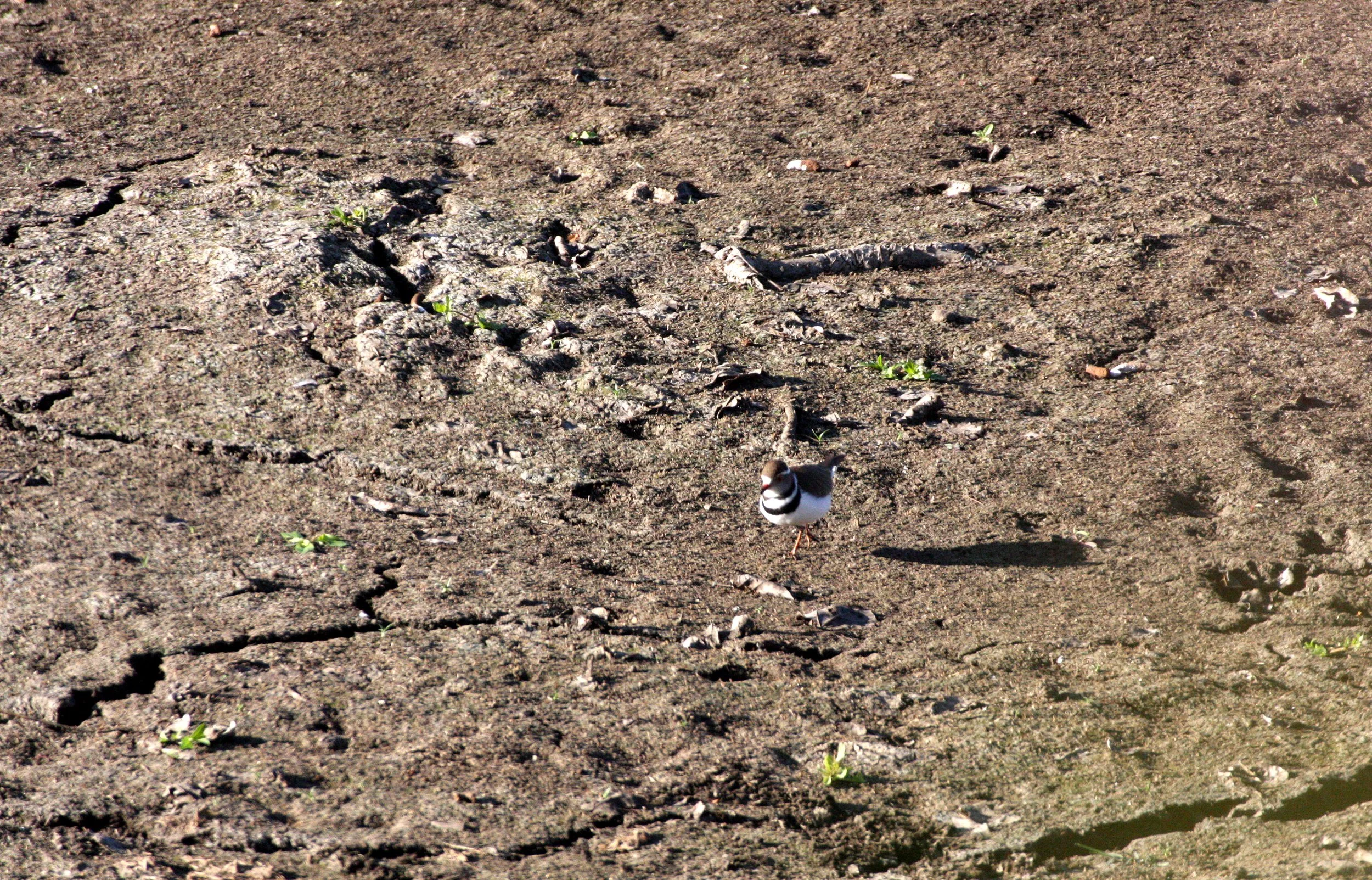 BIRD - PLOVER - COMMON RINGED PLOVER - KRUGER NATIONAL PARK SOUTH AFRICA (3).JPG