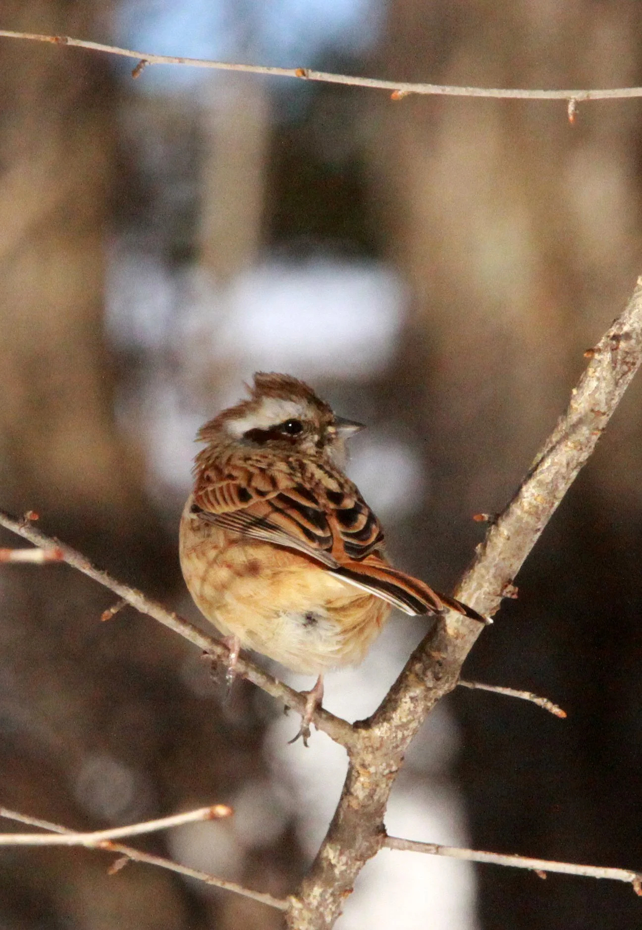 Meadow (Siberian) Bunting (Emberiza cioides) Shiobutsu Onsen Karuizawa Japan (1).JPG