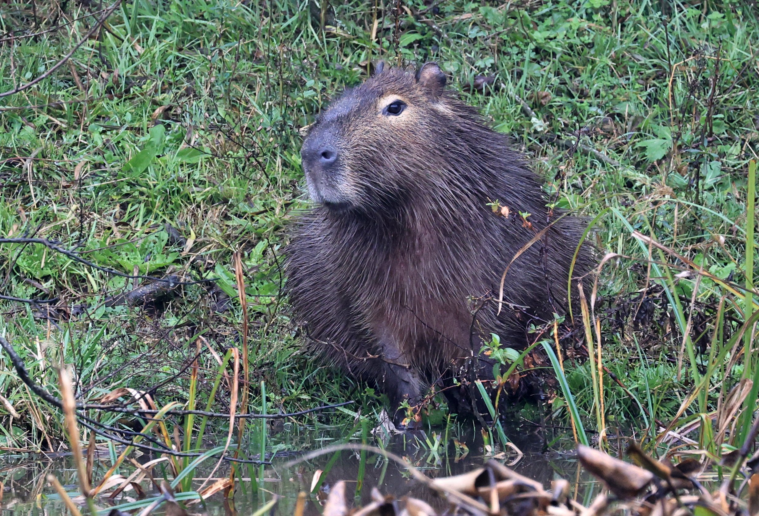 Capybara (Hydrochoerus hydrochaeris) Reserva Natural Ceibas, Entre Rios, Argentina (5).jpg