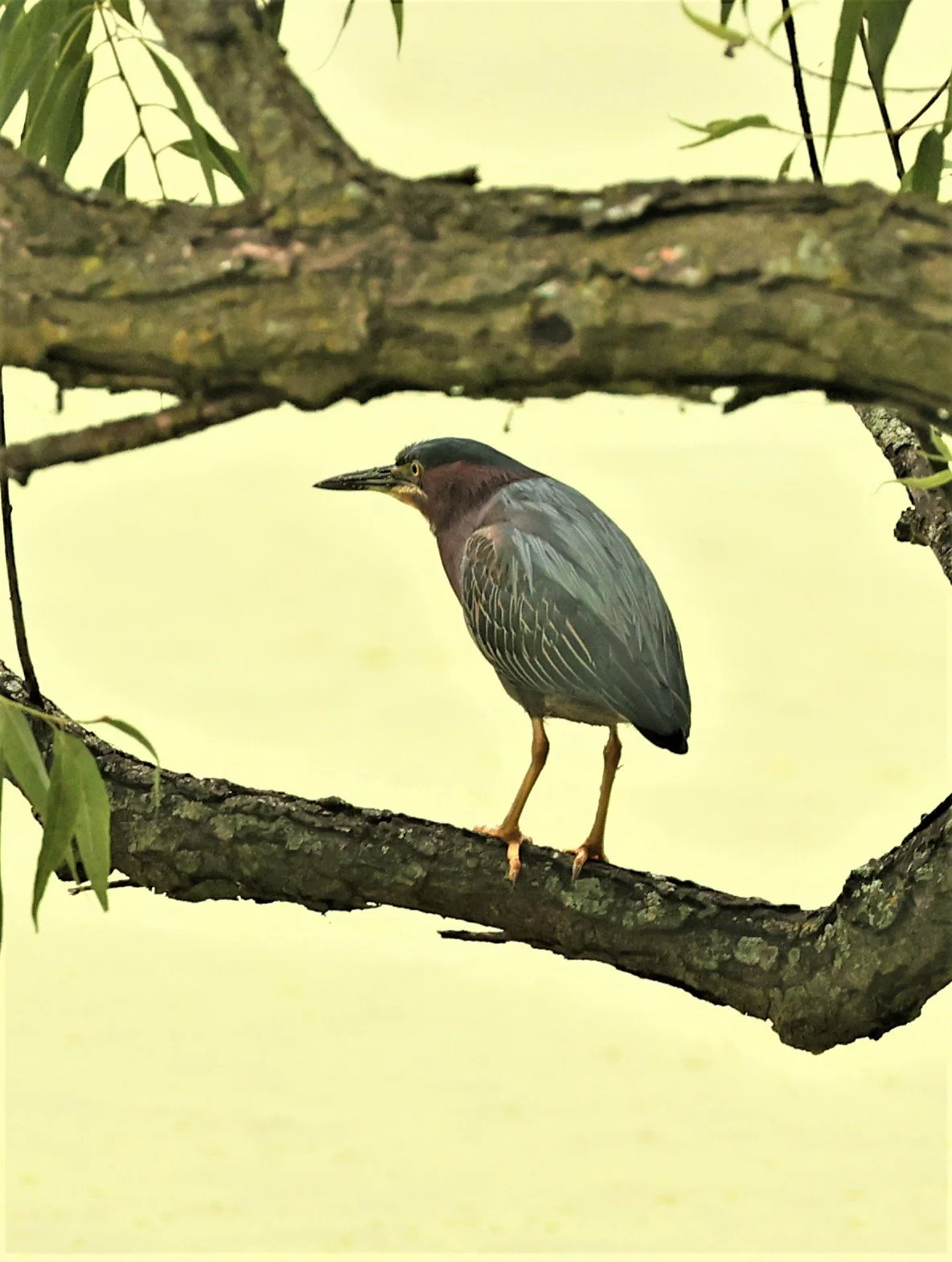 Butorides virescens - GREEN HERON - LINCOLN MARSH WHEATON ILLINOIS 2022 (80).jpg