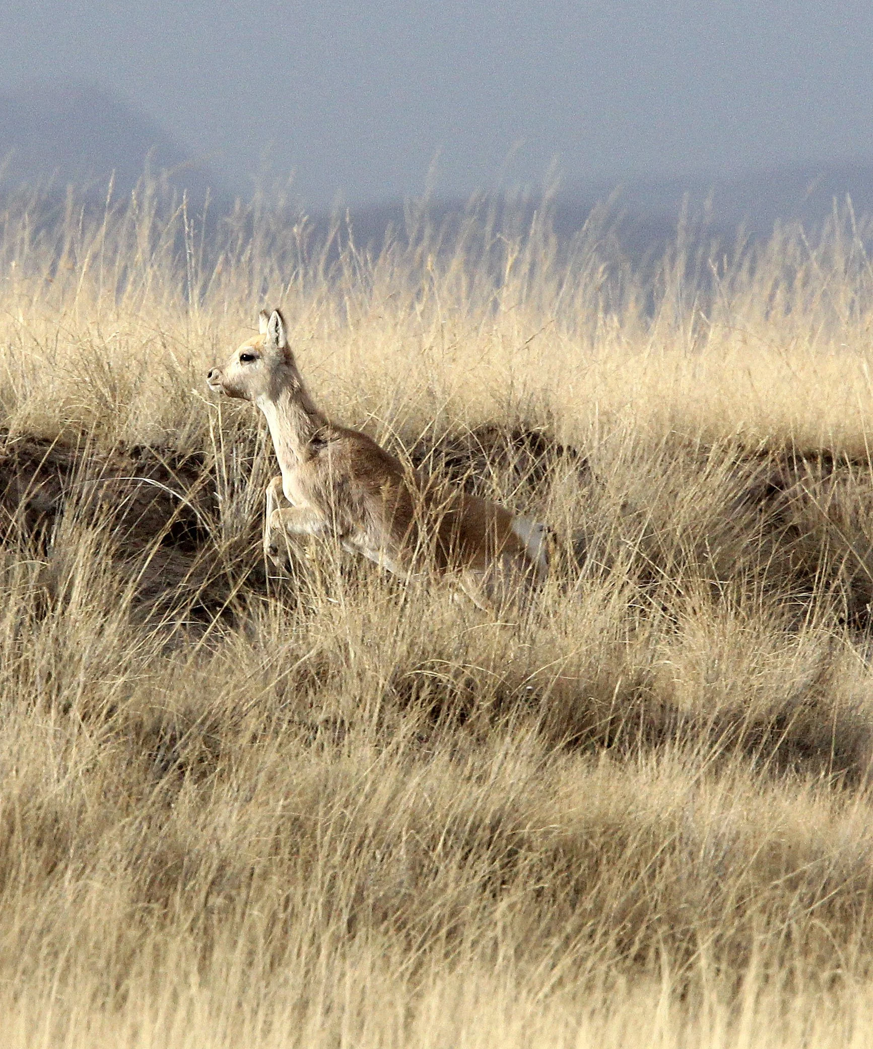 GAZELLE - PRZEWALSKI'S GAZELLE - Procapra przewalskii - QINGHAI LAKE CHINA (159).JPG