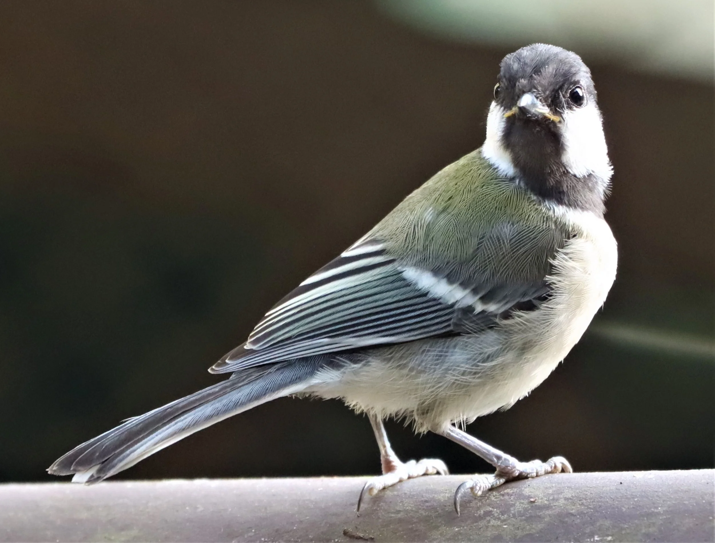 Cinereous Tit (Parus cinereus) - previously Parus minor - Doi Ang Kang Chiang Mai Thailand (34).jpg
