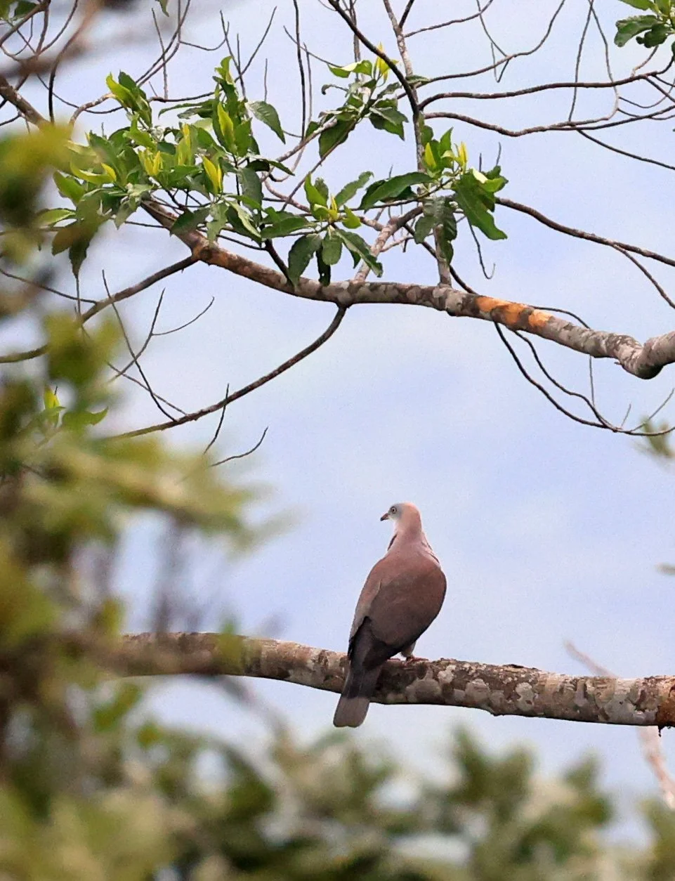 Mountain Imperial Pigeon (Ducula badia) Khao Yai National Park Feb 2026 Day 2 (14).jpg