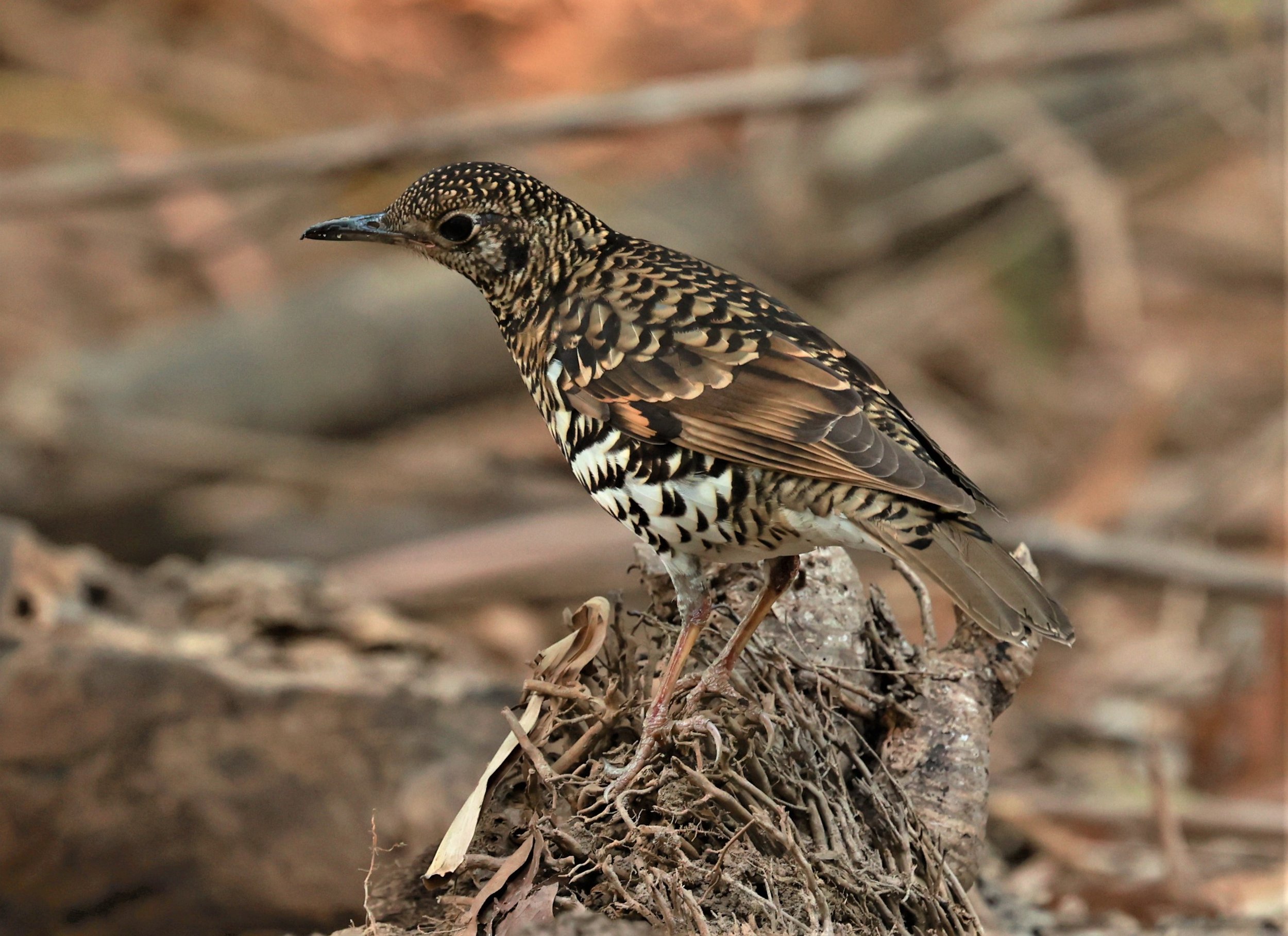 White's Thrush (Zoothera aurea) Putthamonthon Park Nakhon Pathom Thailand (84).jpg