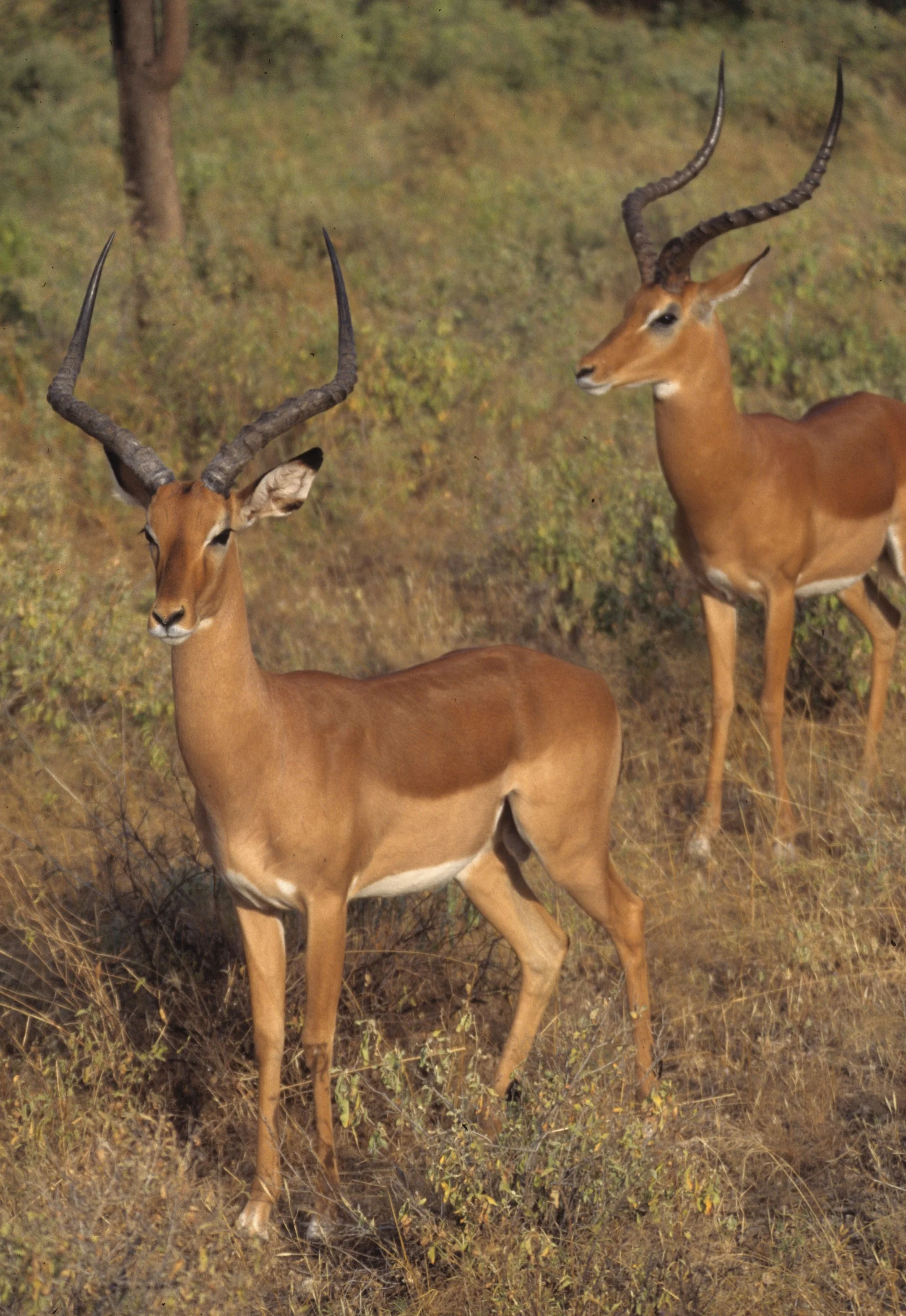 BOVID - IMPALLA-SERENGETI 1 (14).jpg
