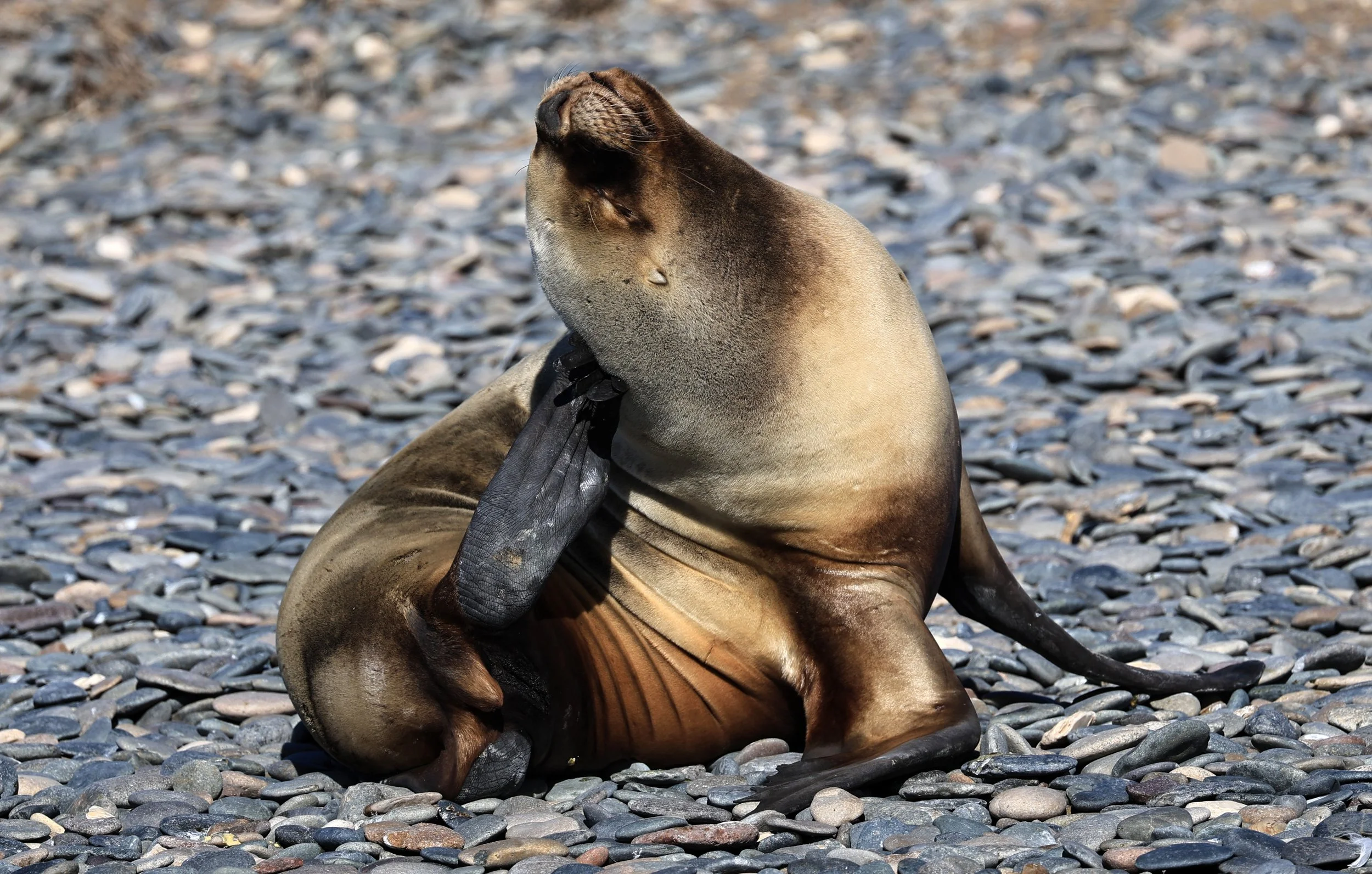 South American Sea Lion (Otaria flavescens) Puerto Rawson Argentina (66).jpg