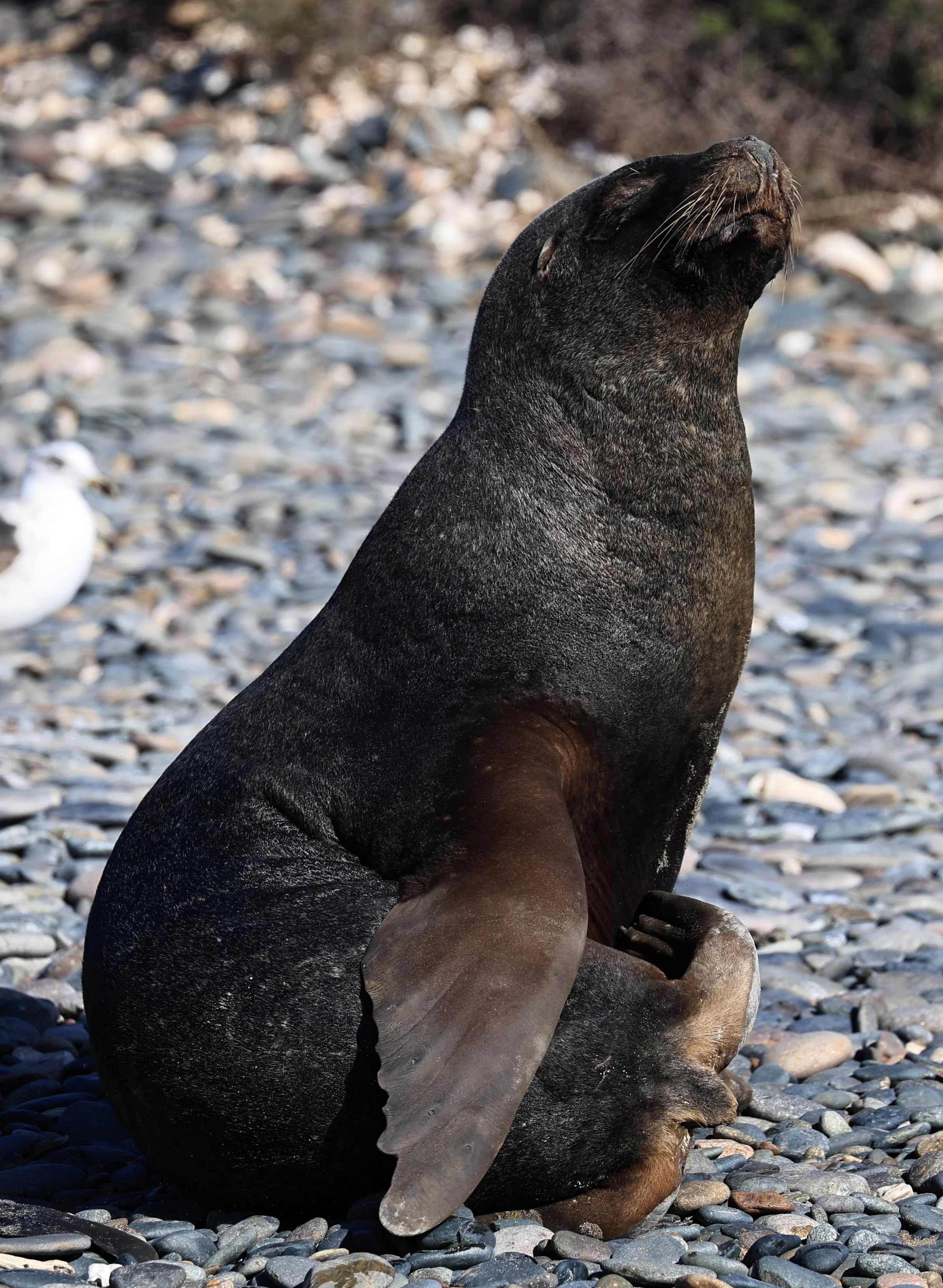 South American Sea Lion (Otaria flavescens) Puerto Rawson Argentina (35).jpg