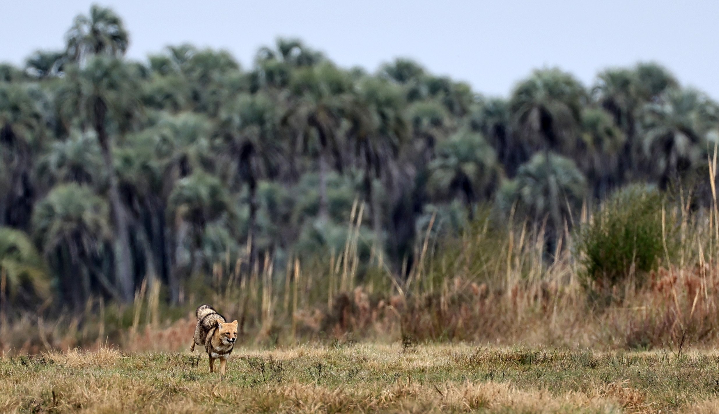 Pampas Fox (Lycalopex gymnocercus) El Palmar National Park, Entre Rios, Argentina (74).jpg
