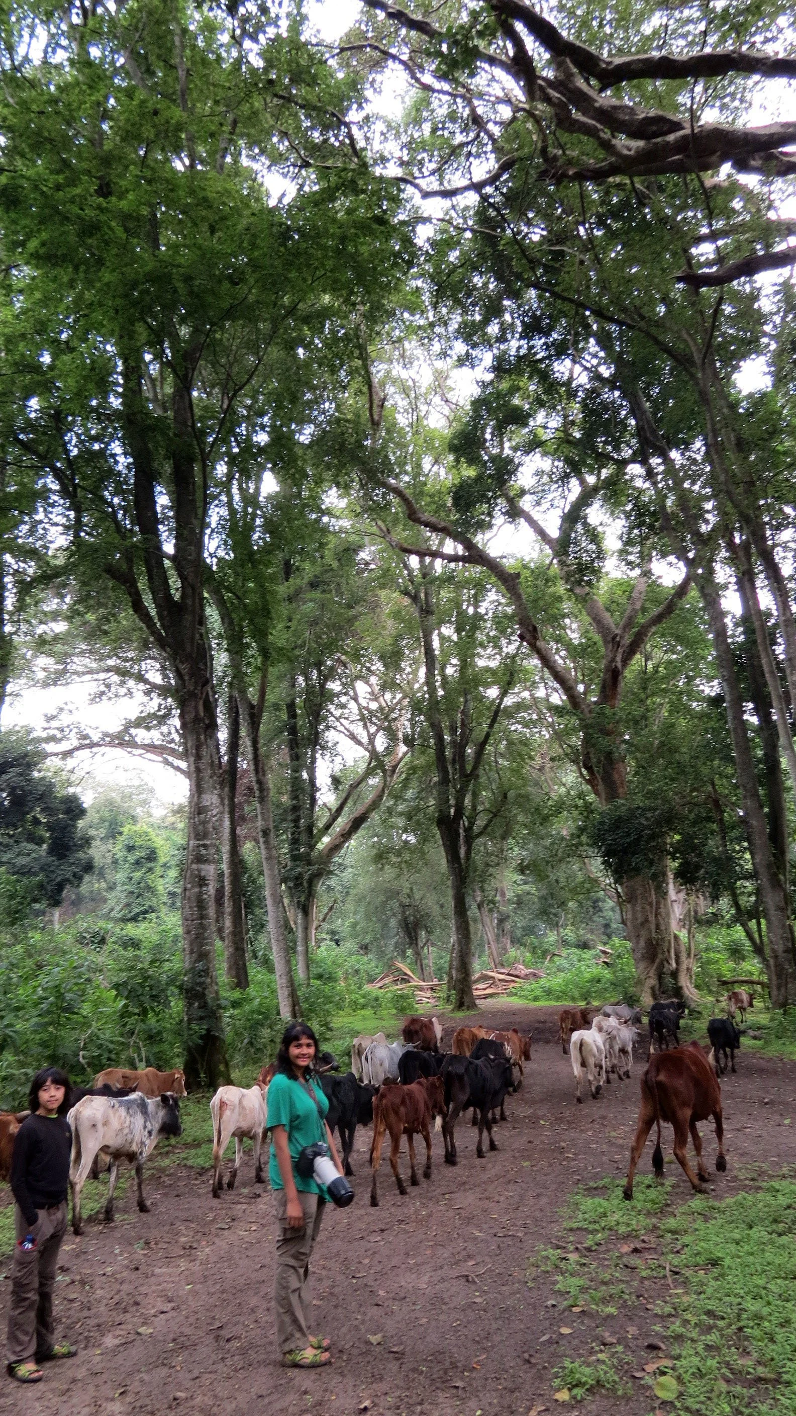 LANGANO LAKE ETHIOPIA - BISHANGARI LODGE AND SURROUNDING FOREST (8).JPG