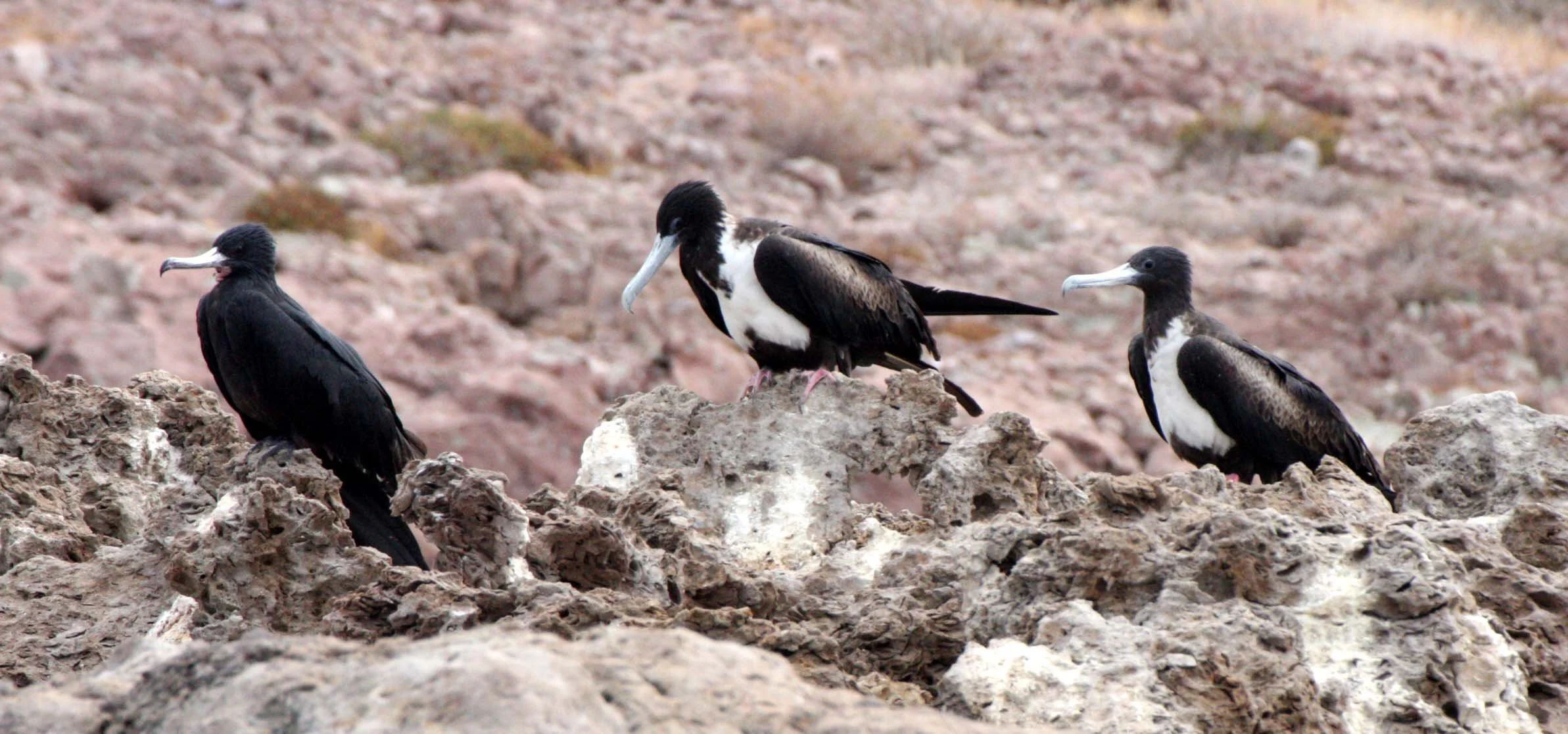 Magnificent Frigatebird (Fregata magnificens) Montserrat Island, Baja Mexico (8).JPG