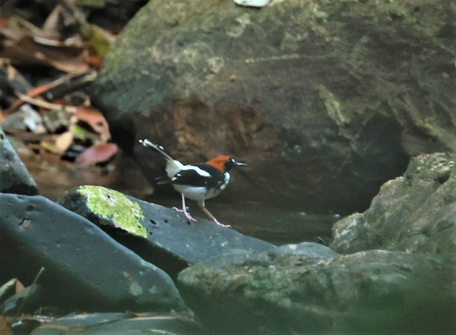 FORKTAIL - Chestnut-naped Forktail - Enicurus ruficapillus - Si Phang Nga National Park, Thailand Feb 18-19, 2023 (20).jpg