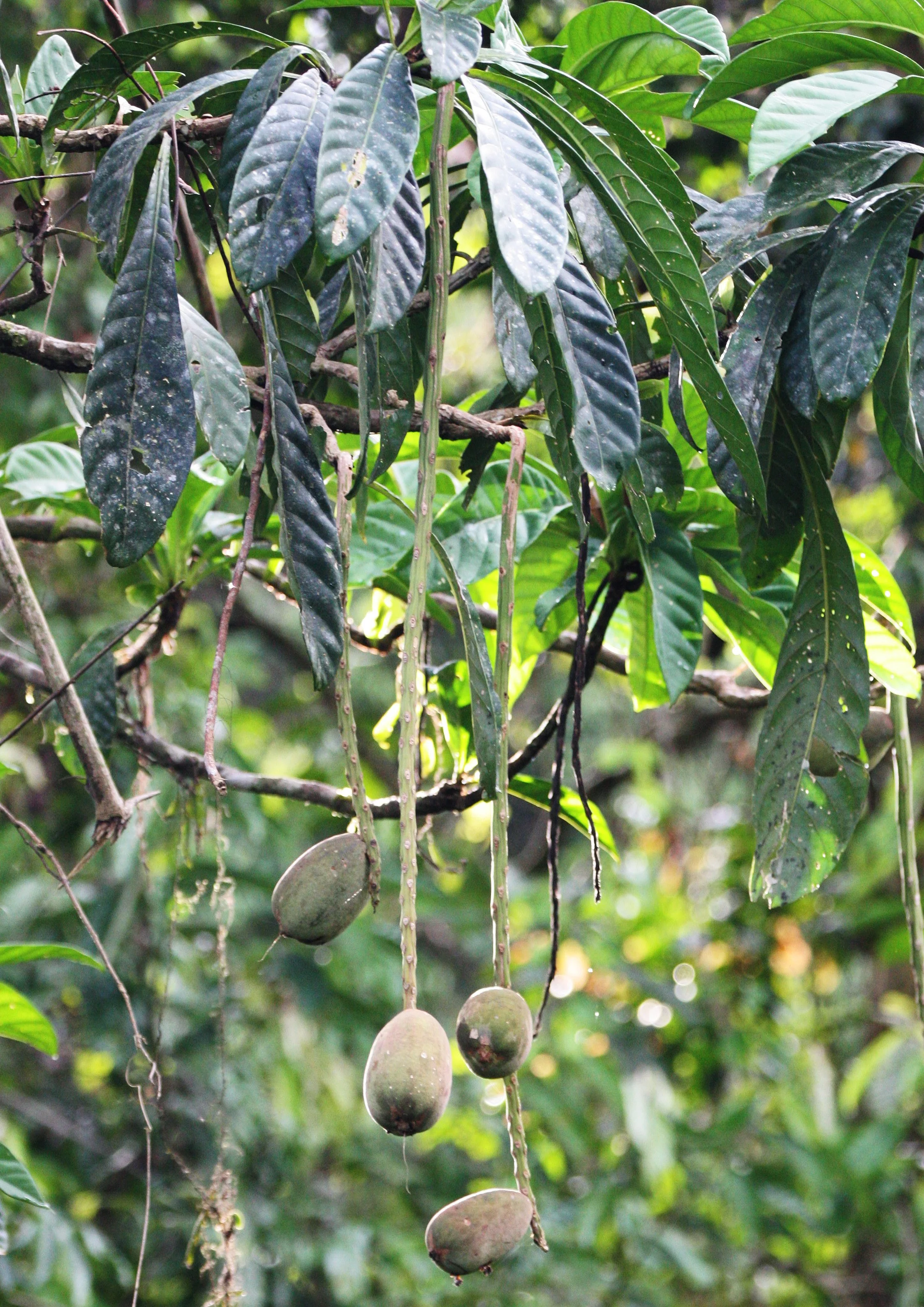 DANUM VALLEY BORNEO - FRUIT FROM FOREST GIANT.JPG