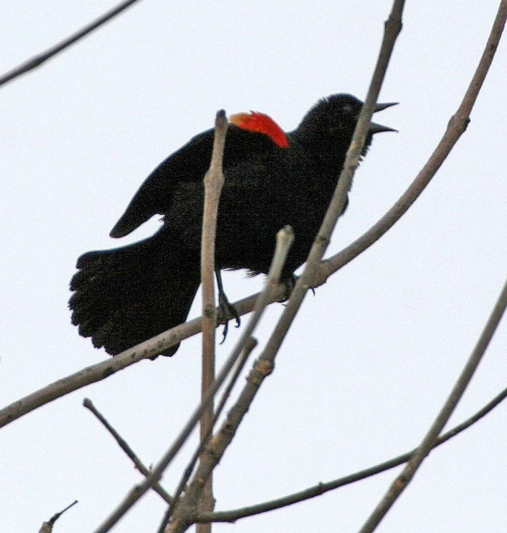 Red-winged Blackbird (Agelaius phoeniceus) Lincoln Marsh Wheaton Illinois (2).JPG