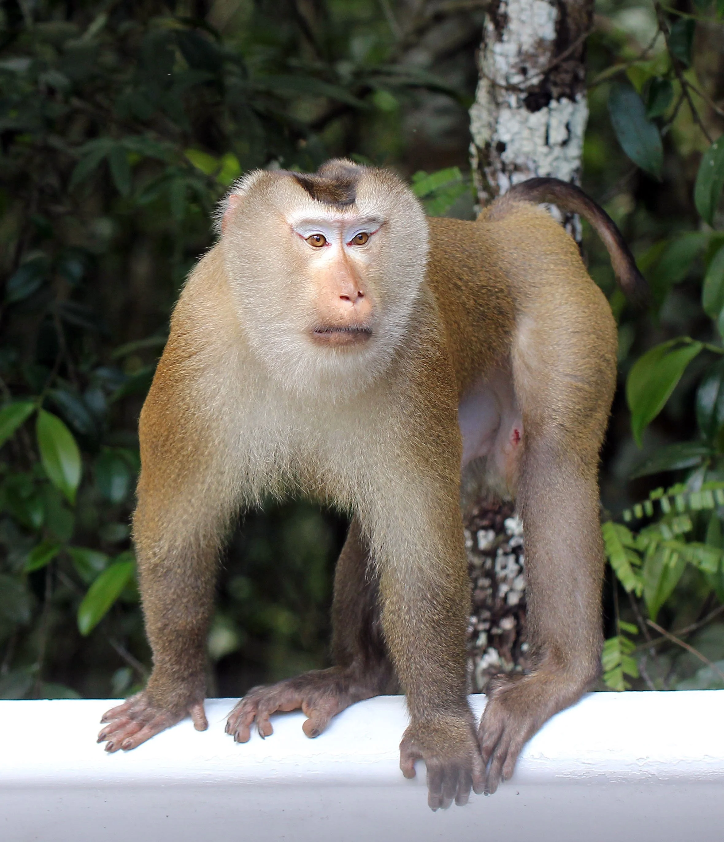 CERCOPITHECIDAE - Macaca leonina - NORTHERN PIG-TAILED MACAQUE - KHAO YAI NATIONAL PARK THAILAND (4).JPG
