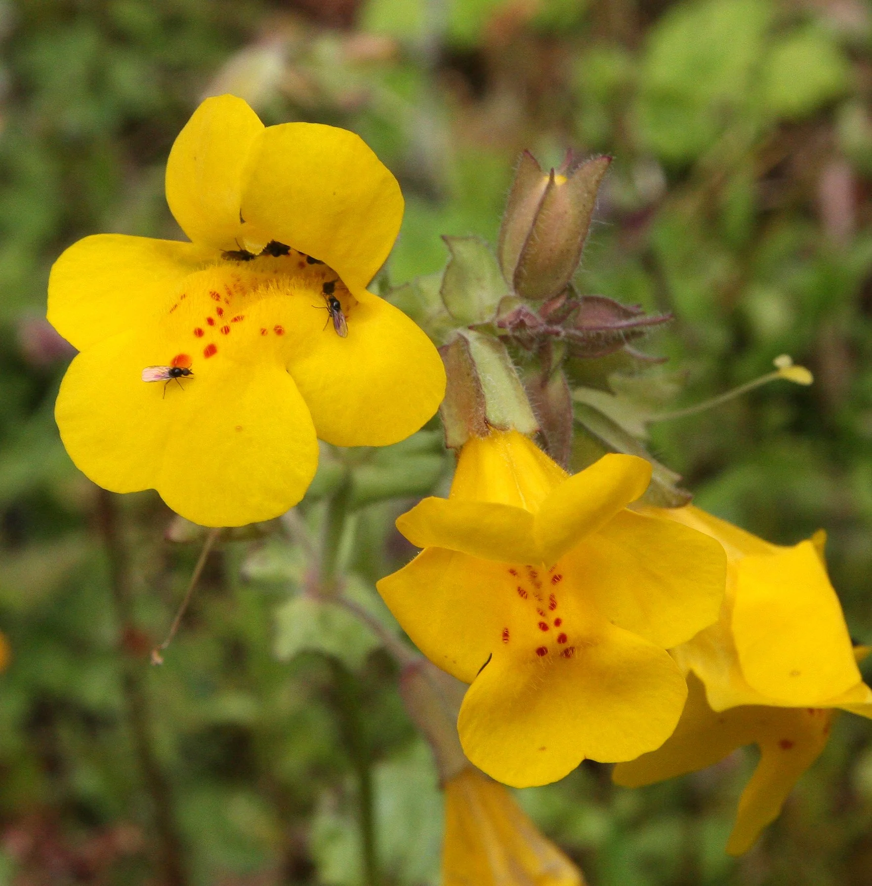 MIMULUS - SPECIES - THOMPSON SOUND BC (4).JPG