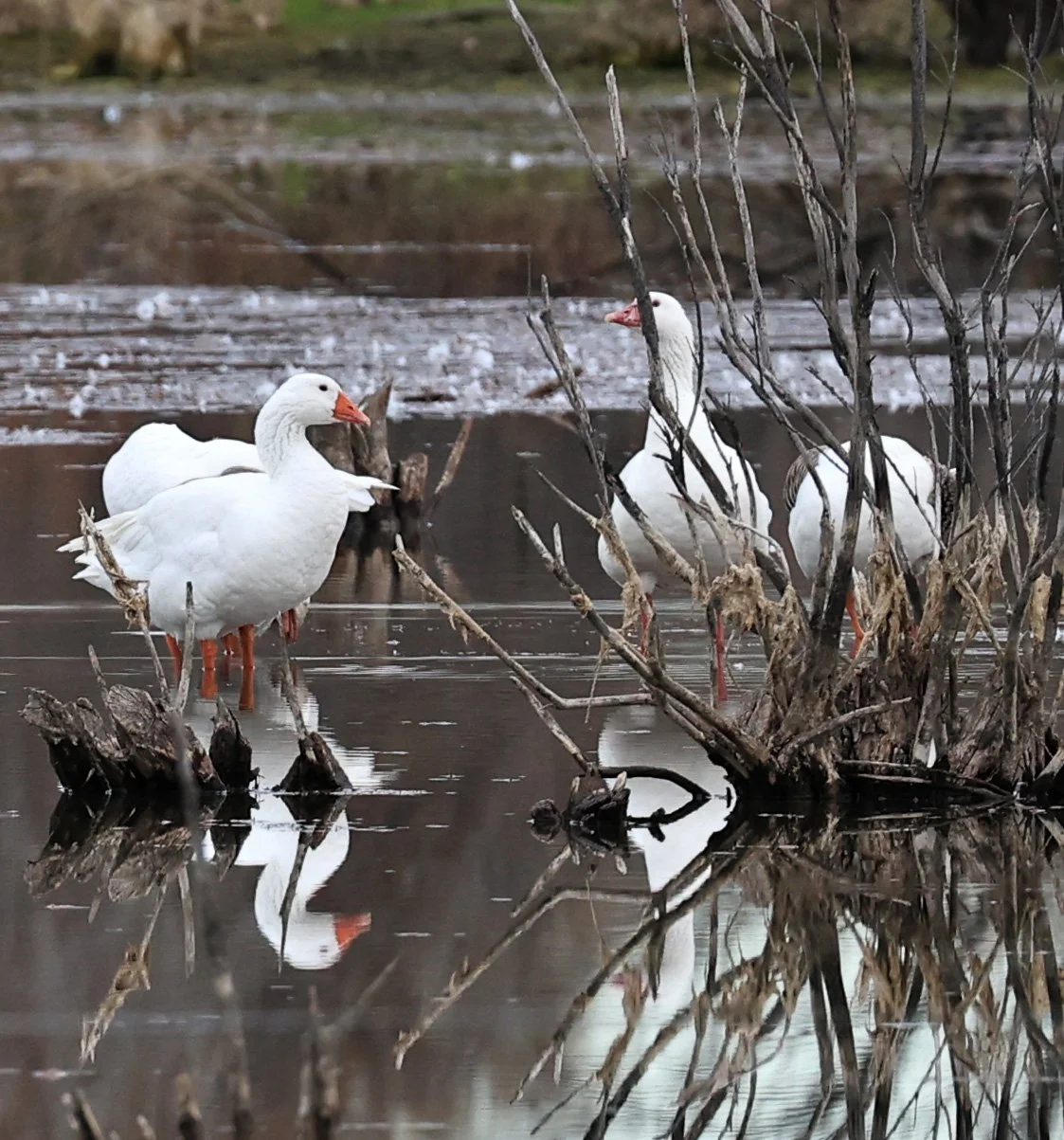 Emden or Embden breed of Domestic Goose - Lagunas del Ornitólogo, Trelew Argentina (2).jpg