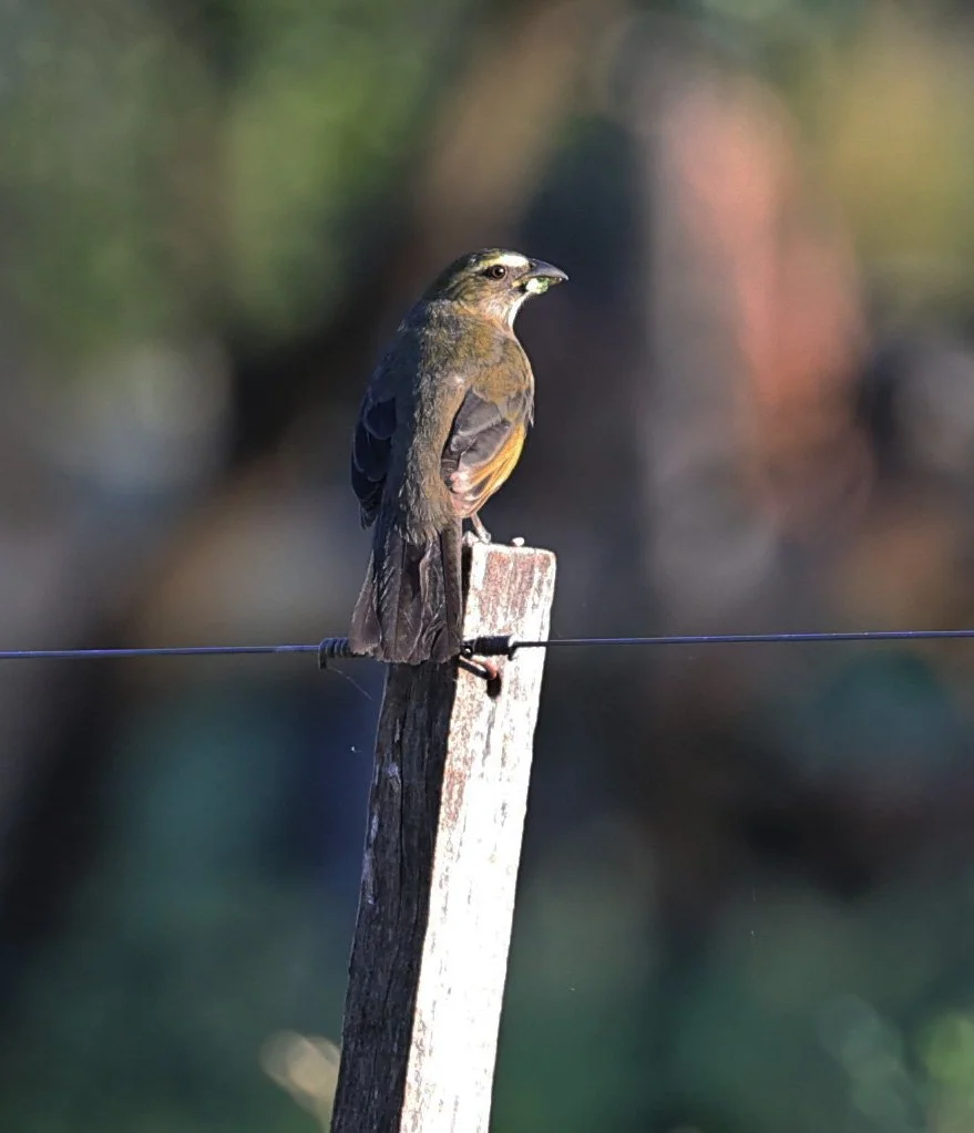 Green-winged Saltator (Saltator similis) Hotel Iparoma Campestre Paraguay (1).jpg