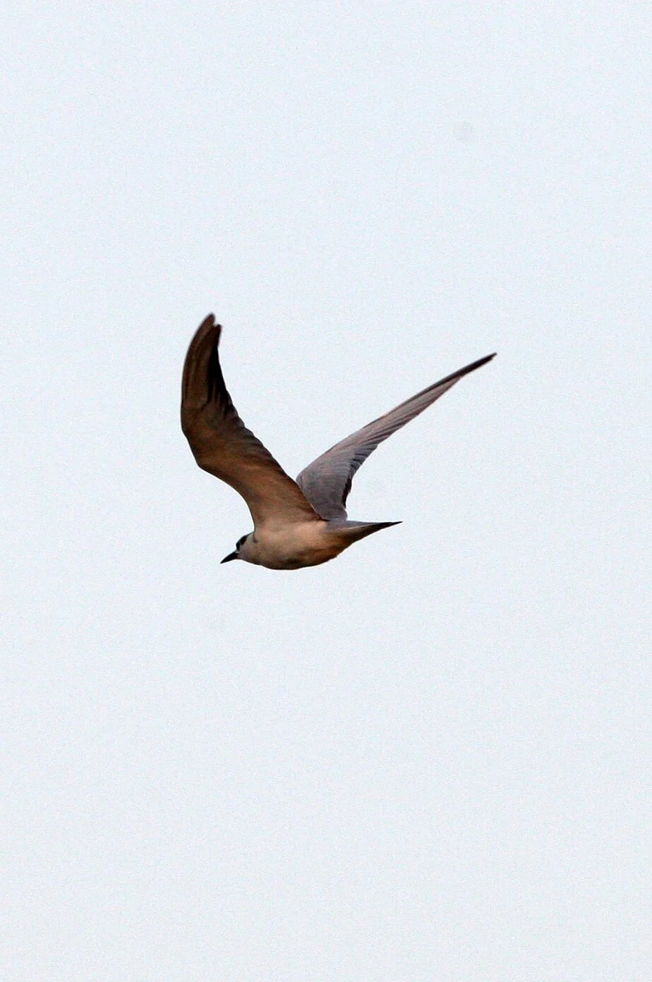 TERN - CASPIAN TERN - Sterna caspia - PETCHABURI PROVINCE, PAK THALE (2).JPG