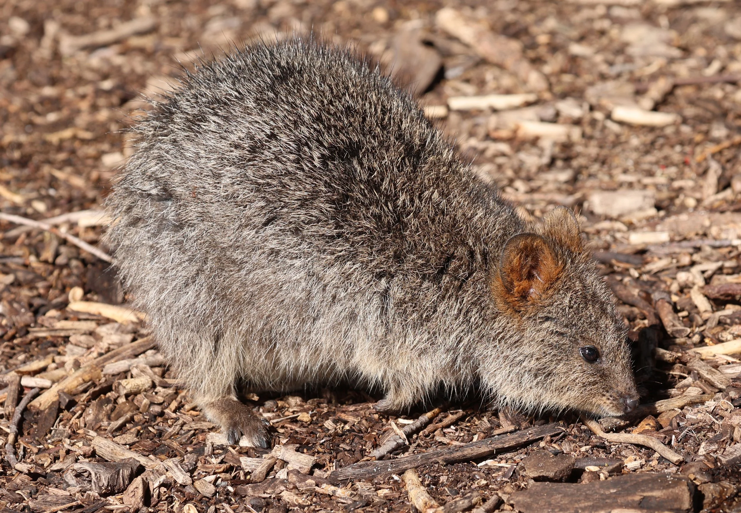 Quokka (Setonix brachyurus) Rottnest Island - Western Australia (143).jpg