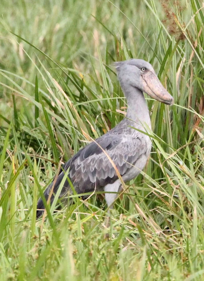BIRD - STORK - SHOEBILL STORK - MURCHISON FALLS NATIONAL PARK UGANDA (14).JPG