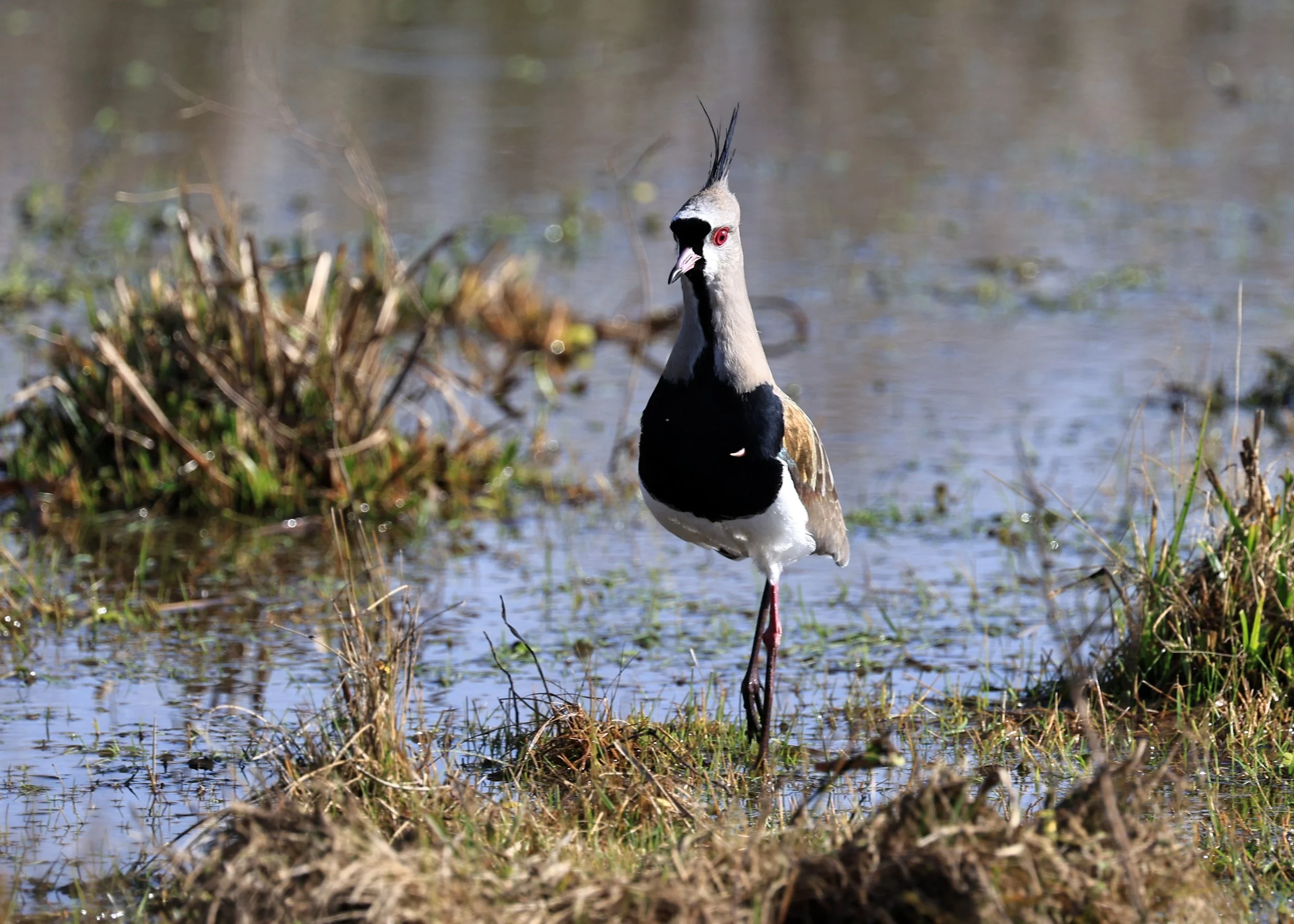 Southern Lapwing (Vanellus chilensis) El Palmar National Park, Entre Rios, Argentina (238).jpg